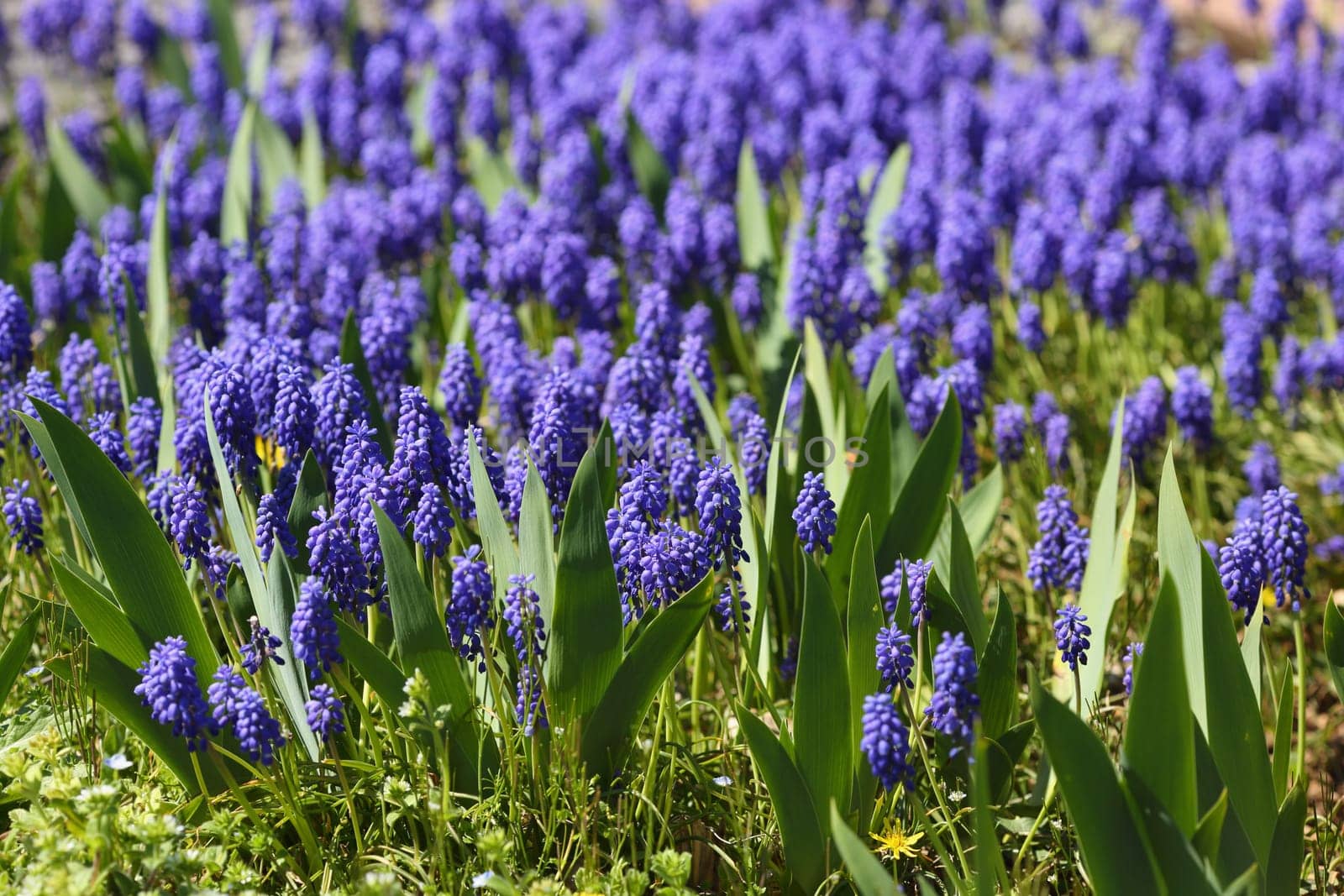 Details of grape hyacinth or muscari in an ornamental garden