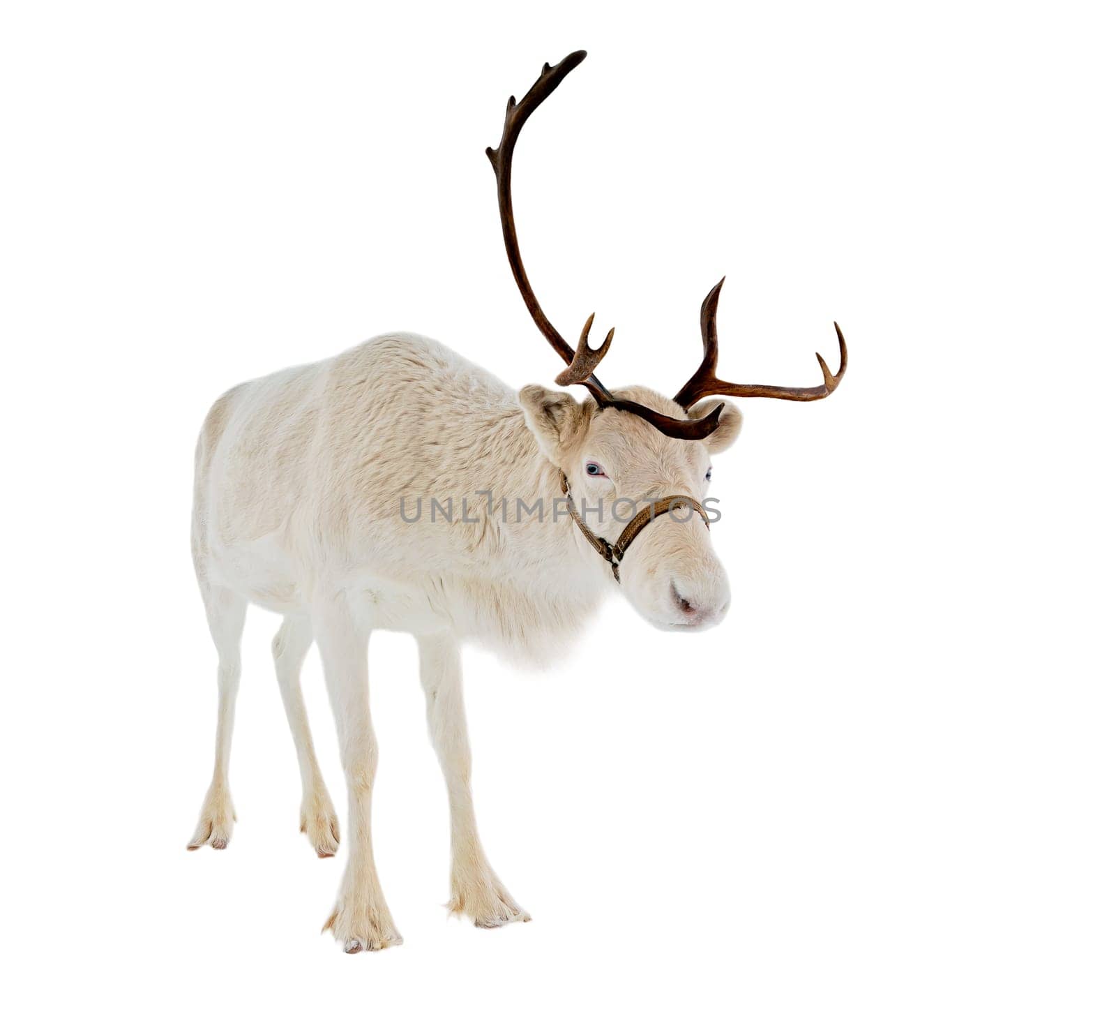 Reindeer looking at camera isolated on white background ready to be put on any Christmas card or design