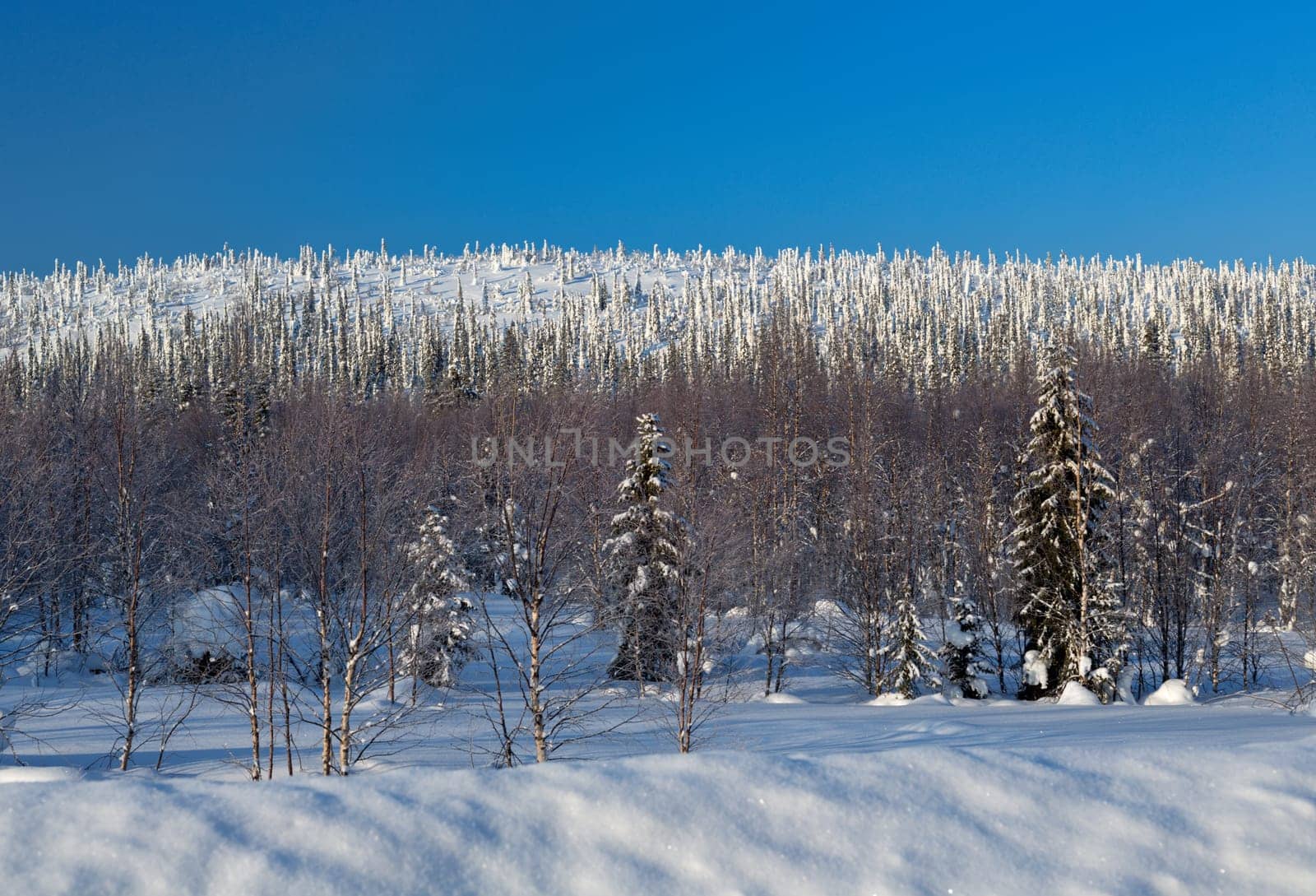 Winter landscape on a sunny day