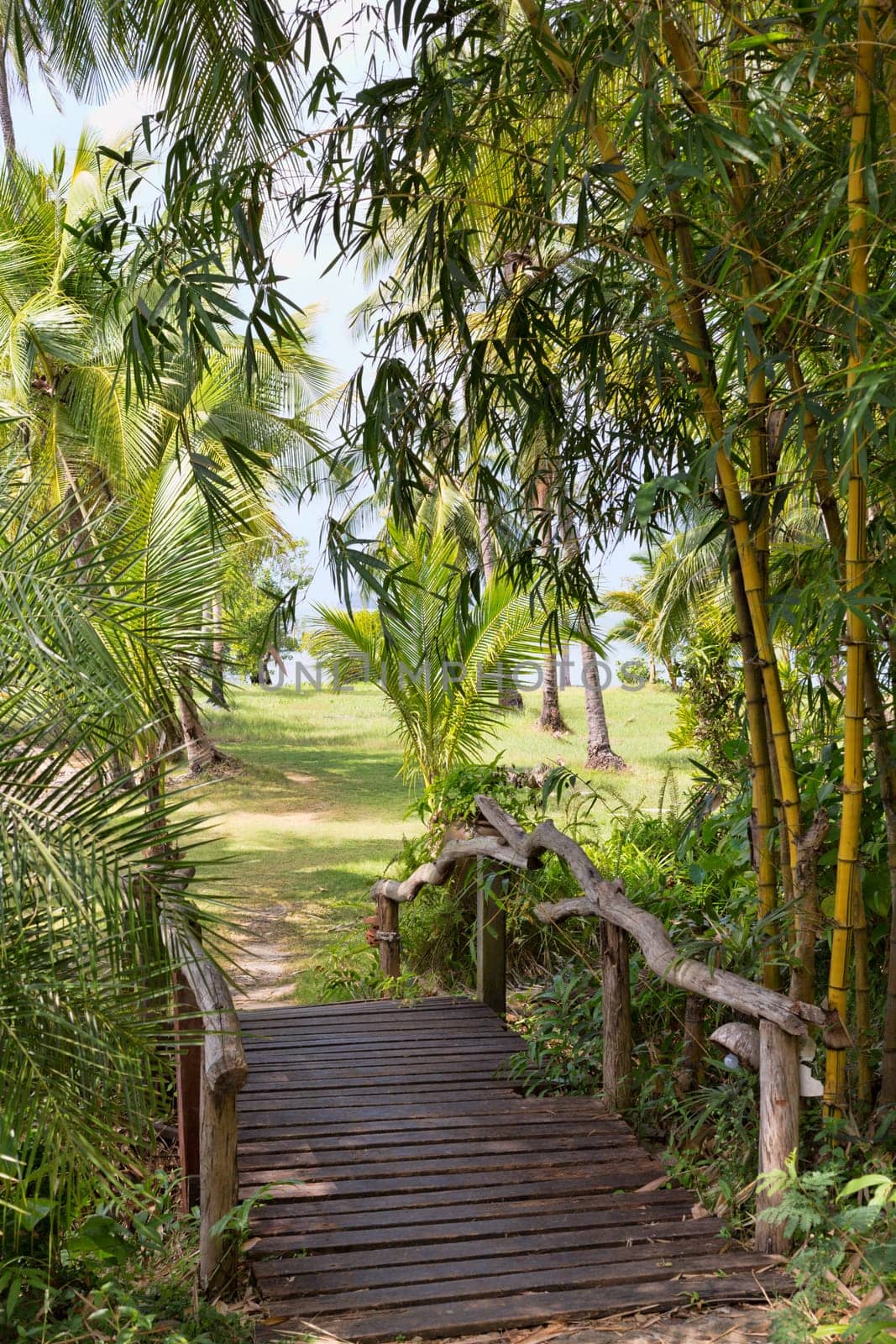 wooden bridge in the jungle c bamboo trees