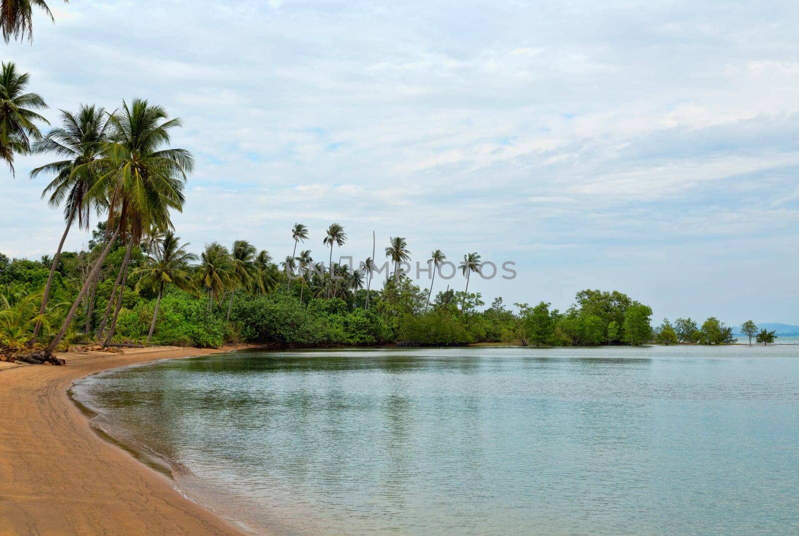 Beautiful green palm trees at tropical beach. Thailand