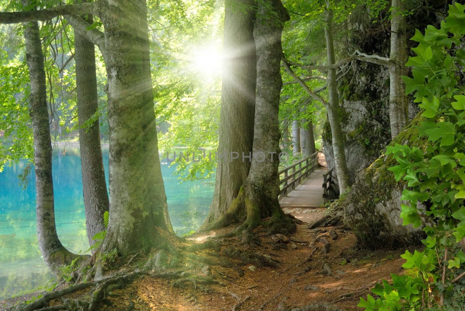 The sun shines on the shore of a bright turquoise lake in the deciduous forest