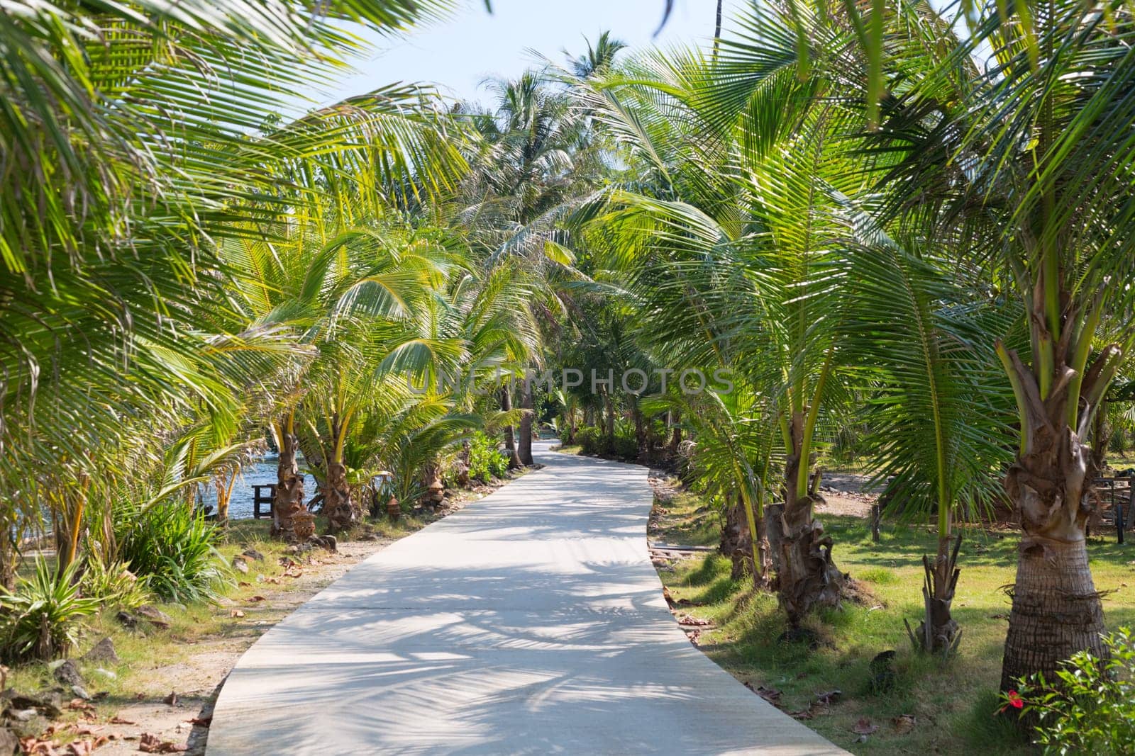 Road through the palm grove on a sunny day
