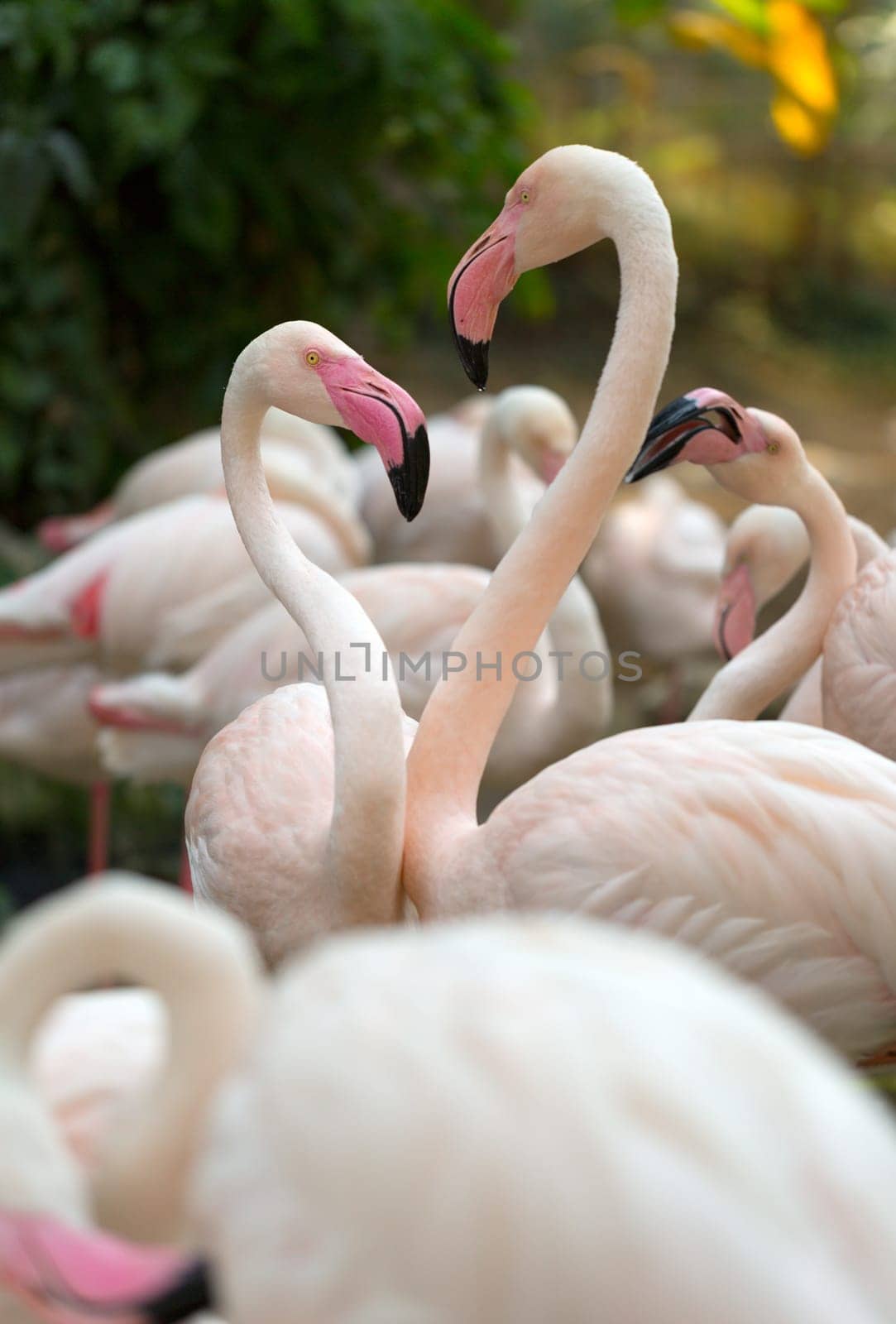 pink flamingo on a background of green foliage