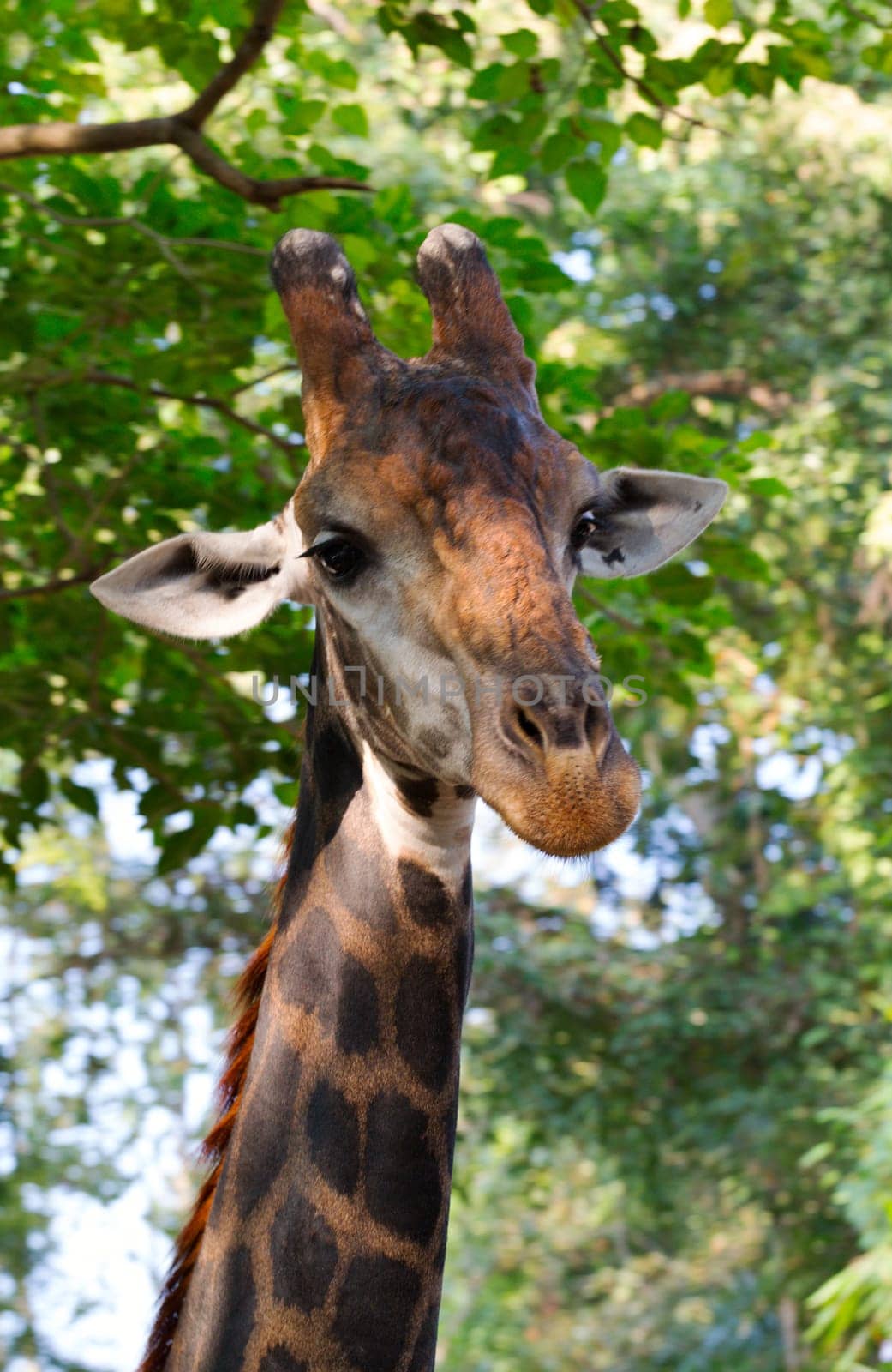 Giraffe head portrait on green background