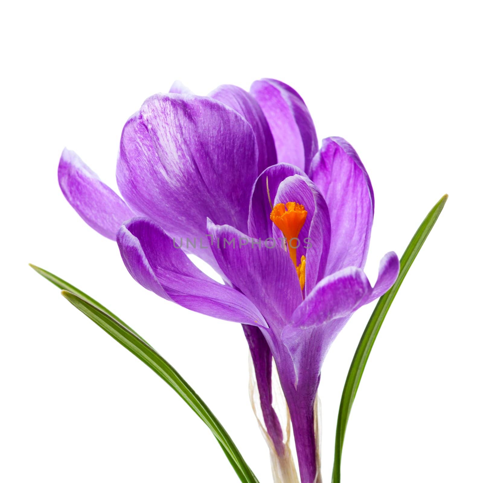Crocus violet