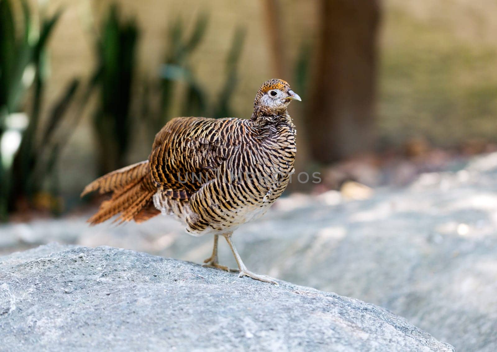 partridge (Arborophi la rufogularis) in Thai forest