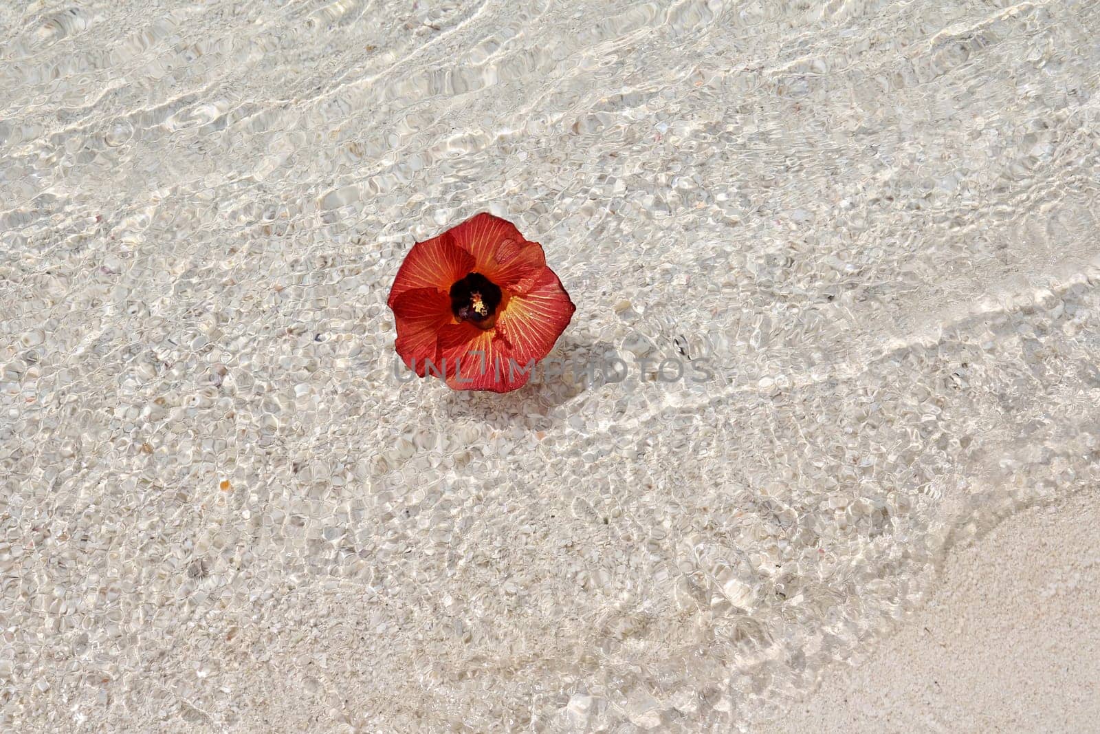 The blossom in the sea