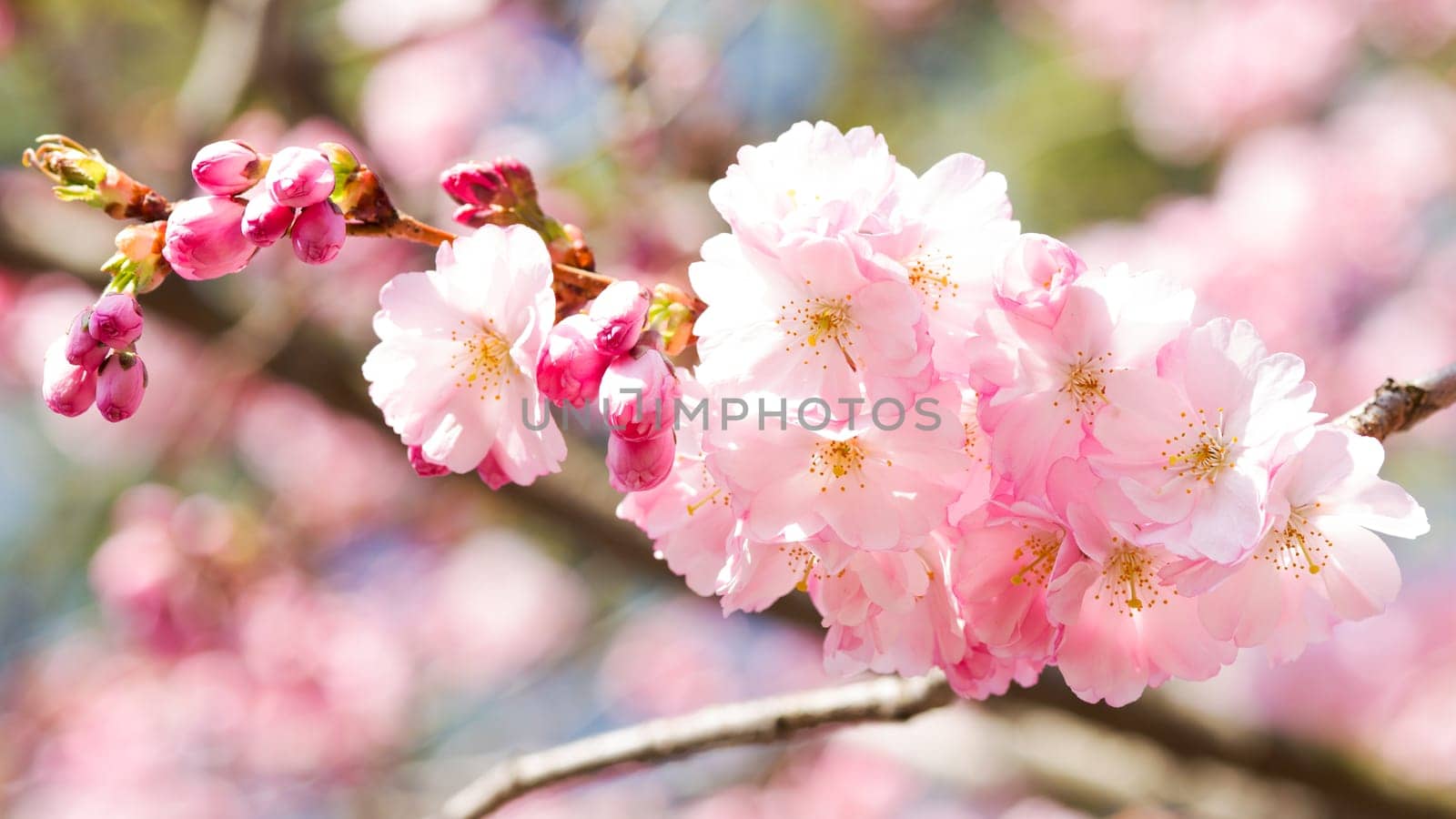 Pink cherry blossom in spring,the first shoots on the tree