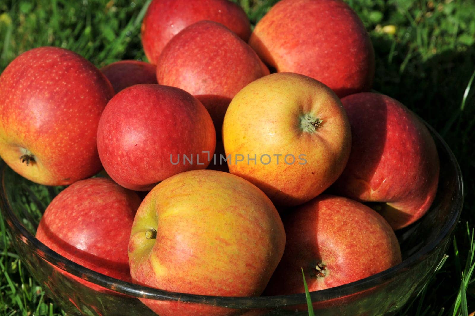 Apples without (New York)