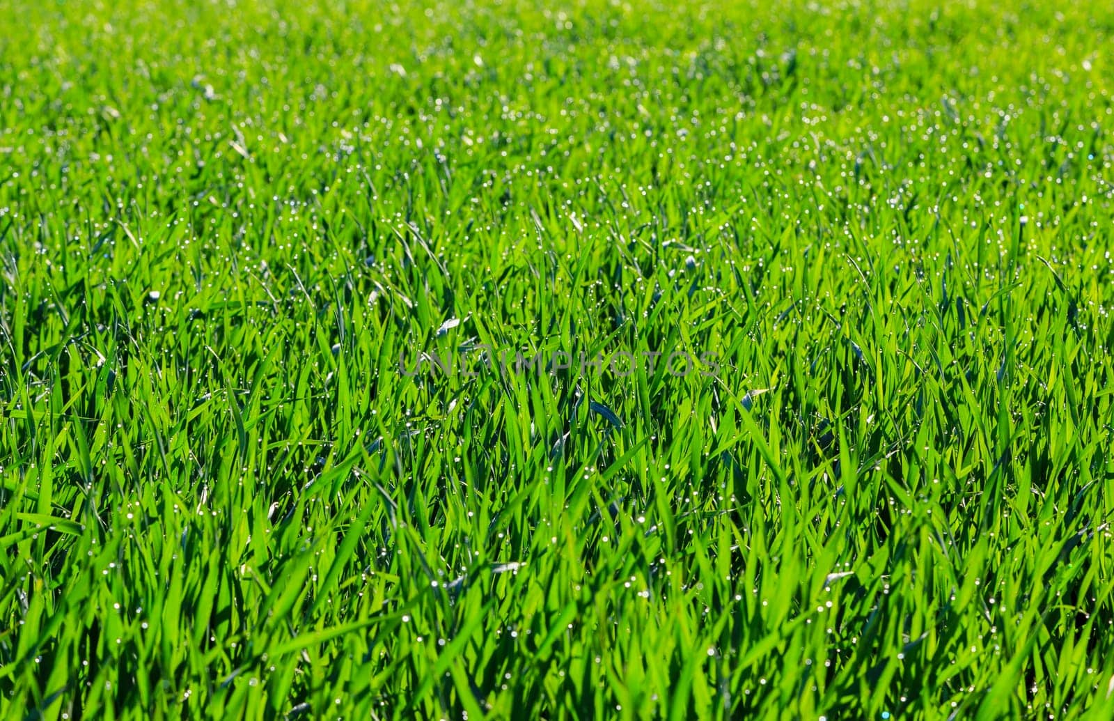 Fresh thick grass with water drops, Selective focus.