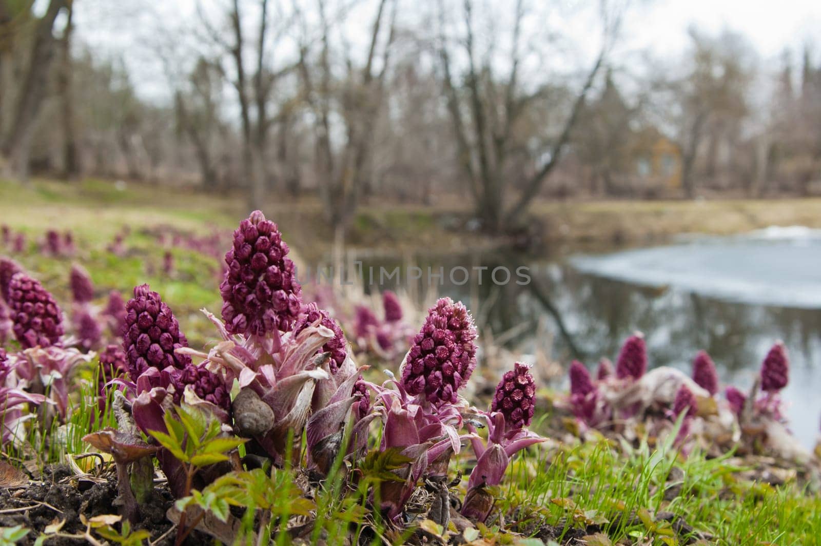 Blooming butterbur. Spring landscape near the pond