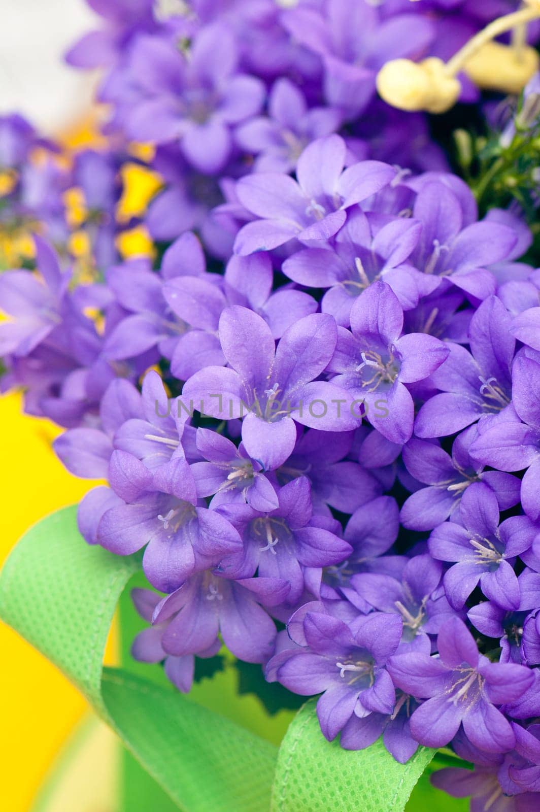 campanula blue a close up