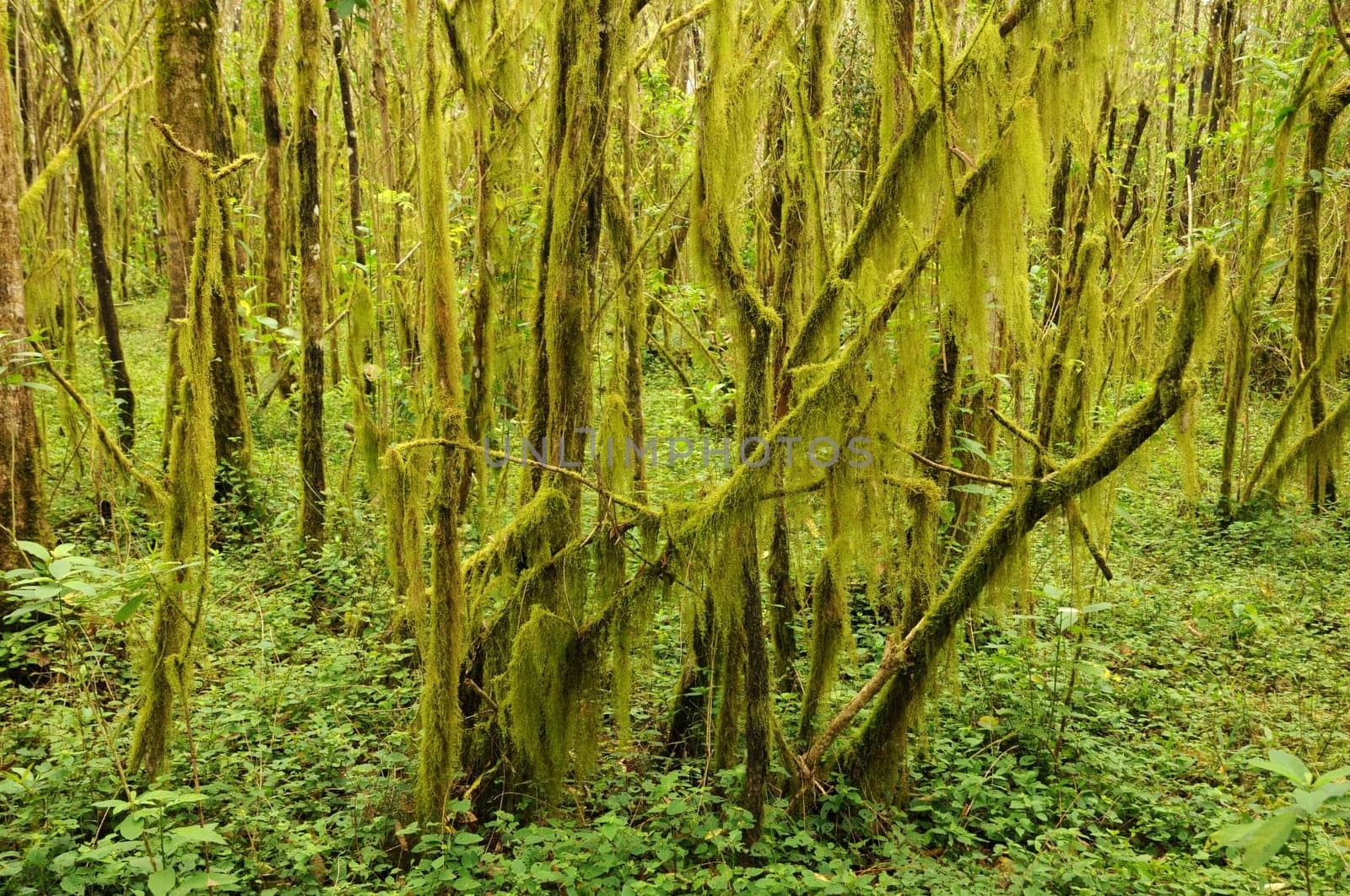 Scalesia Forest