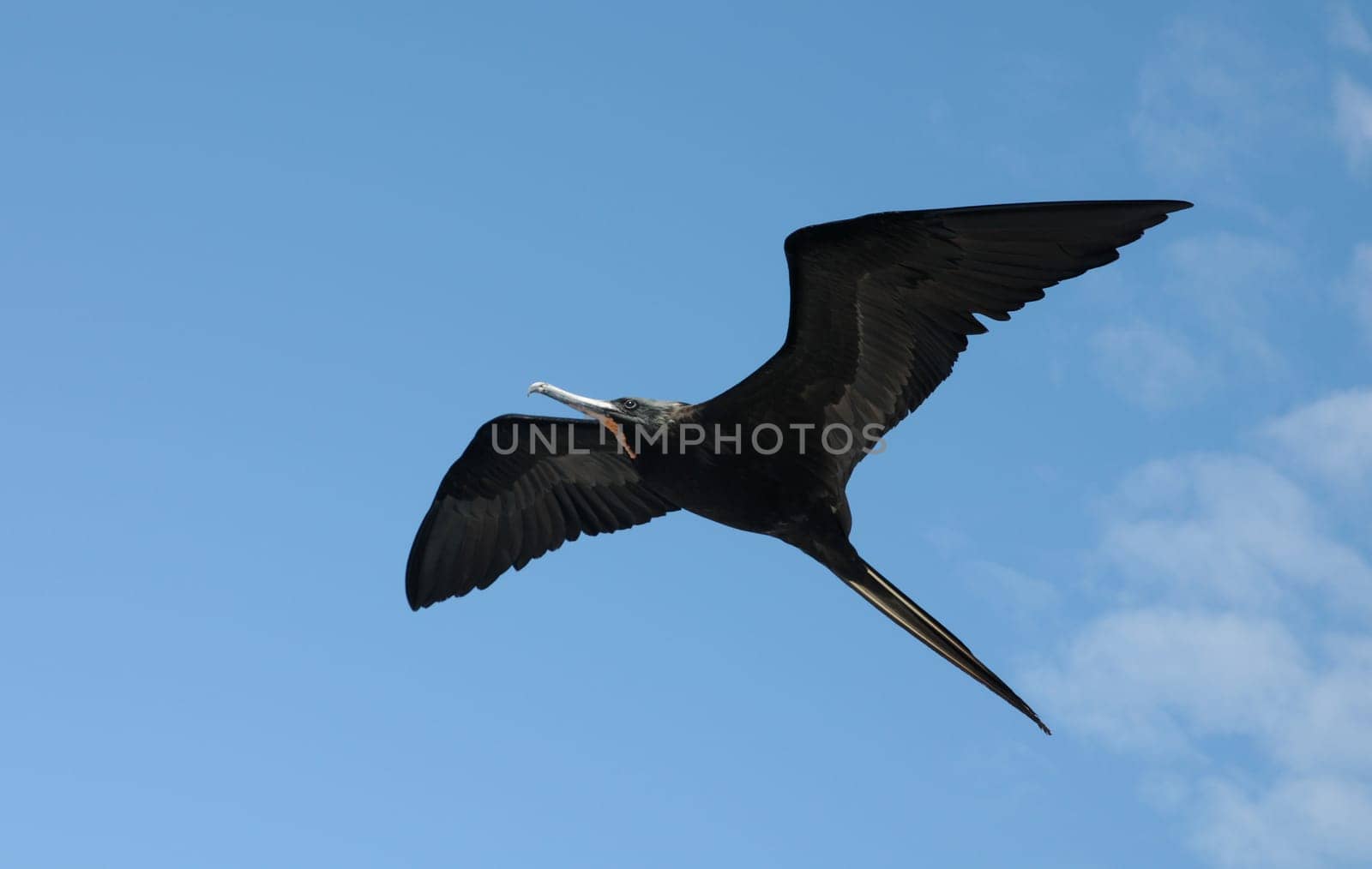 Frigate bird glides