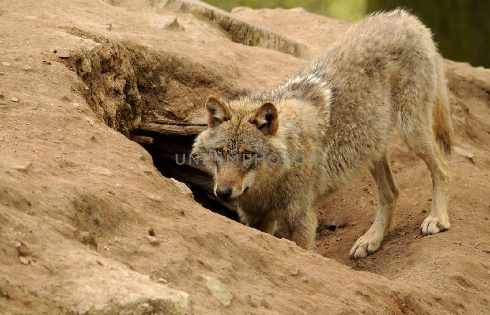 At the Wolf's Cave