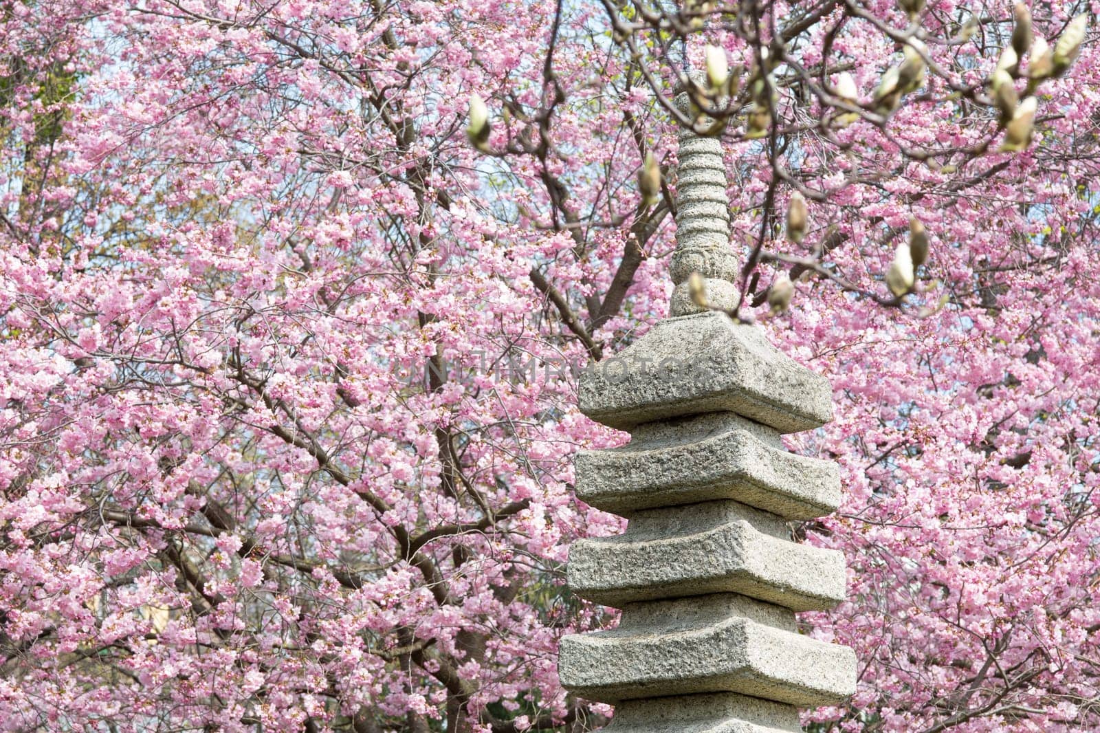 Japanese garden with cherry tree,spring with pink blossoming cherry blossoms