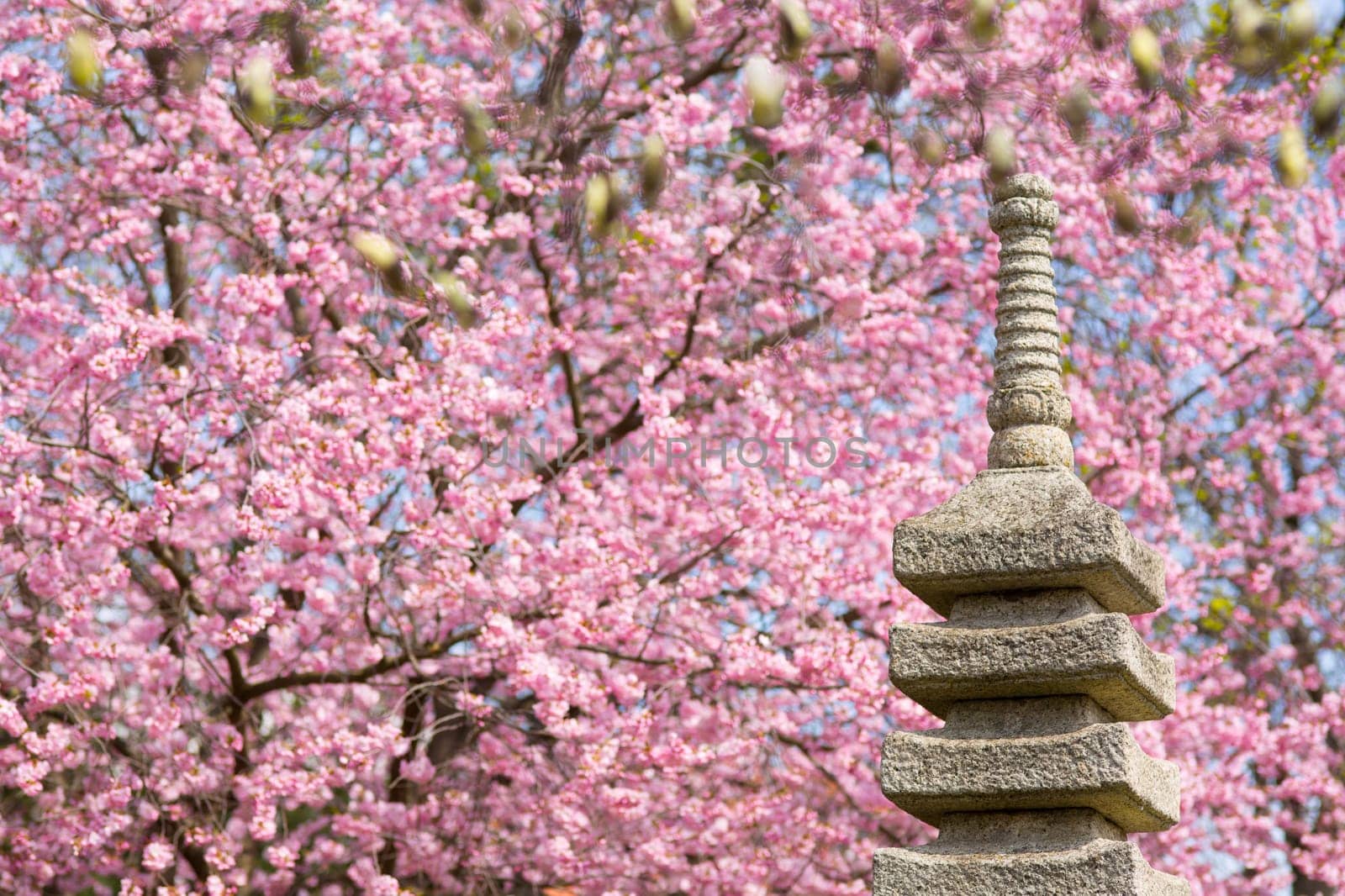 Japanese garden with cherry tree,spring with pink blossoming cherry blossoms
