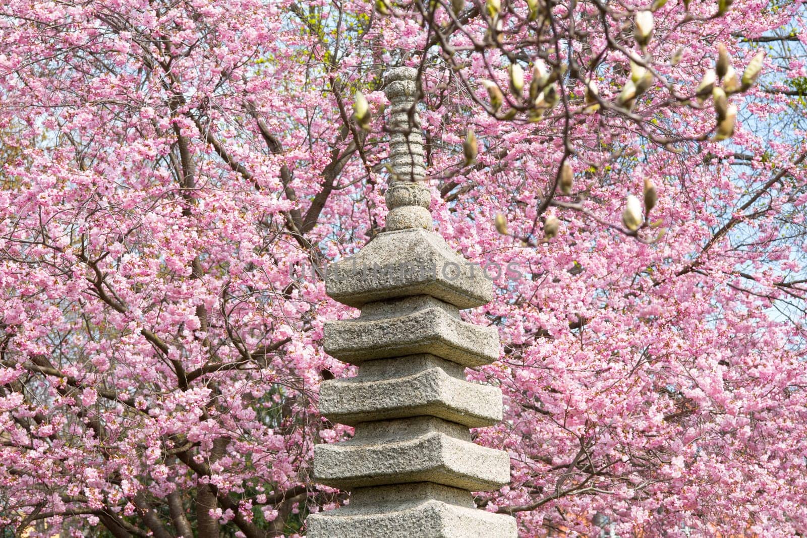 Japanese garden with cherry tree,spring with pink blossoming cherry blossoms