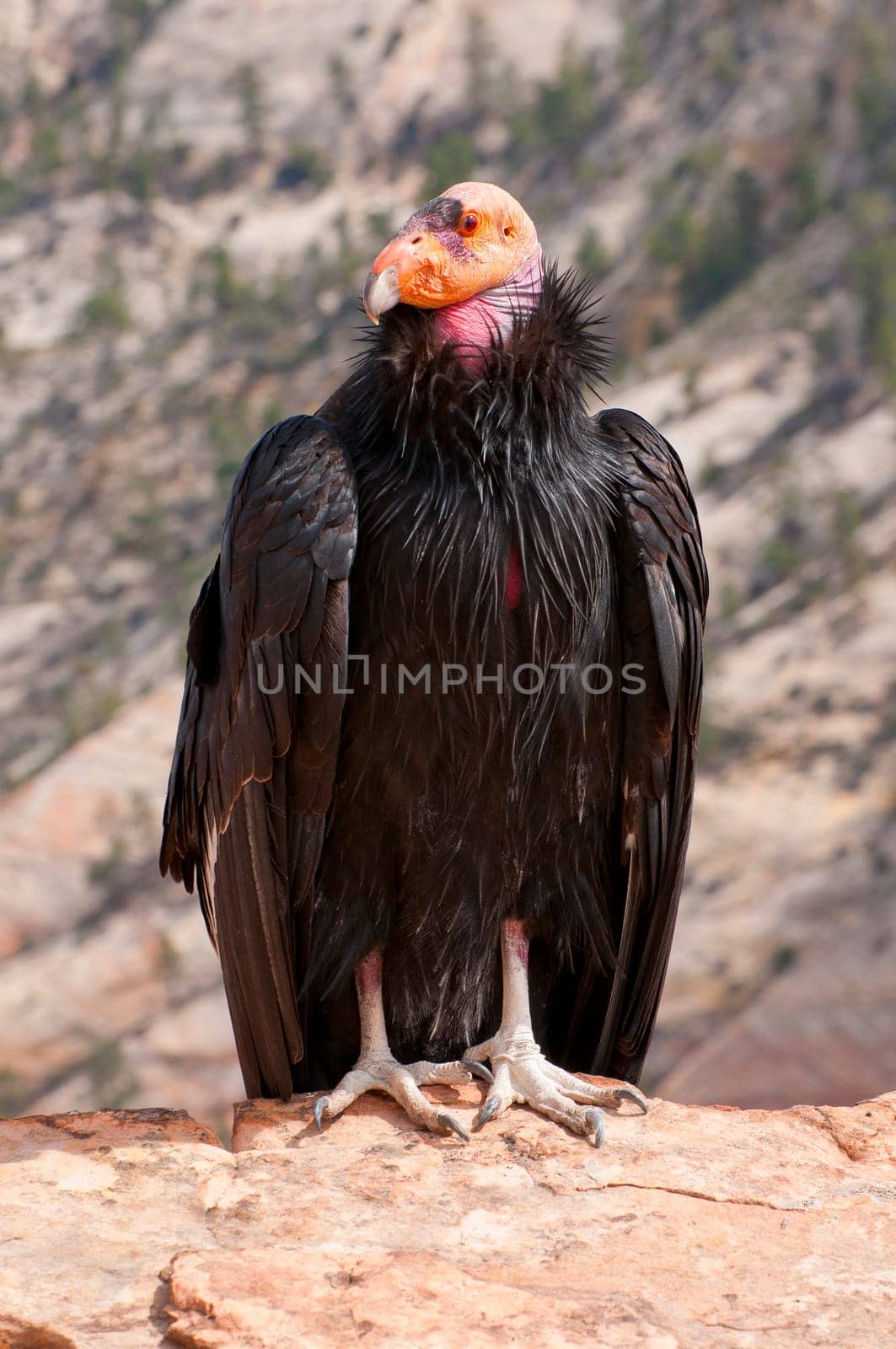 California Condor in Zion NP