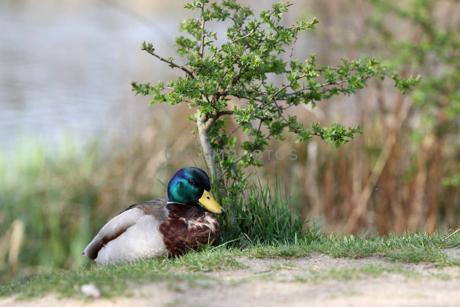 Details of a couple of mallard lying down in grass