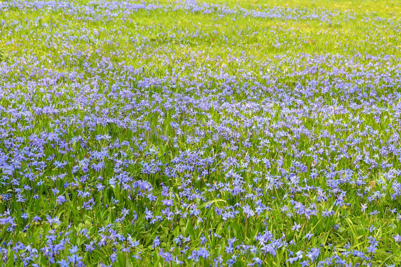 A meadow with blue stars in spring