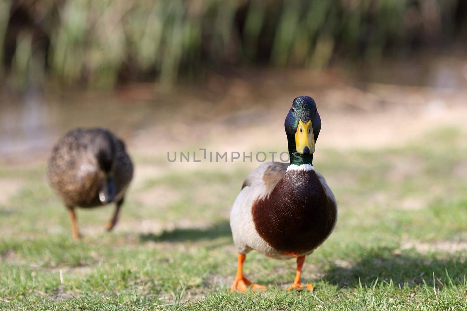 Details of a couple of mallard lying down in grass