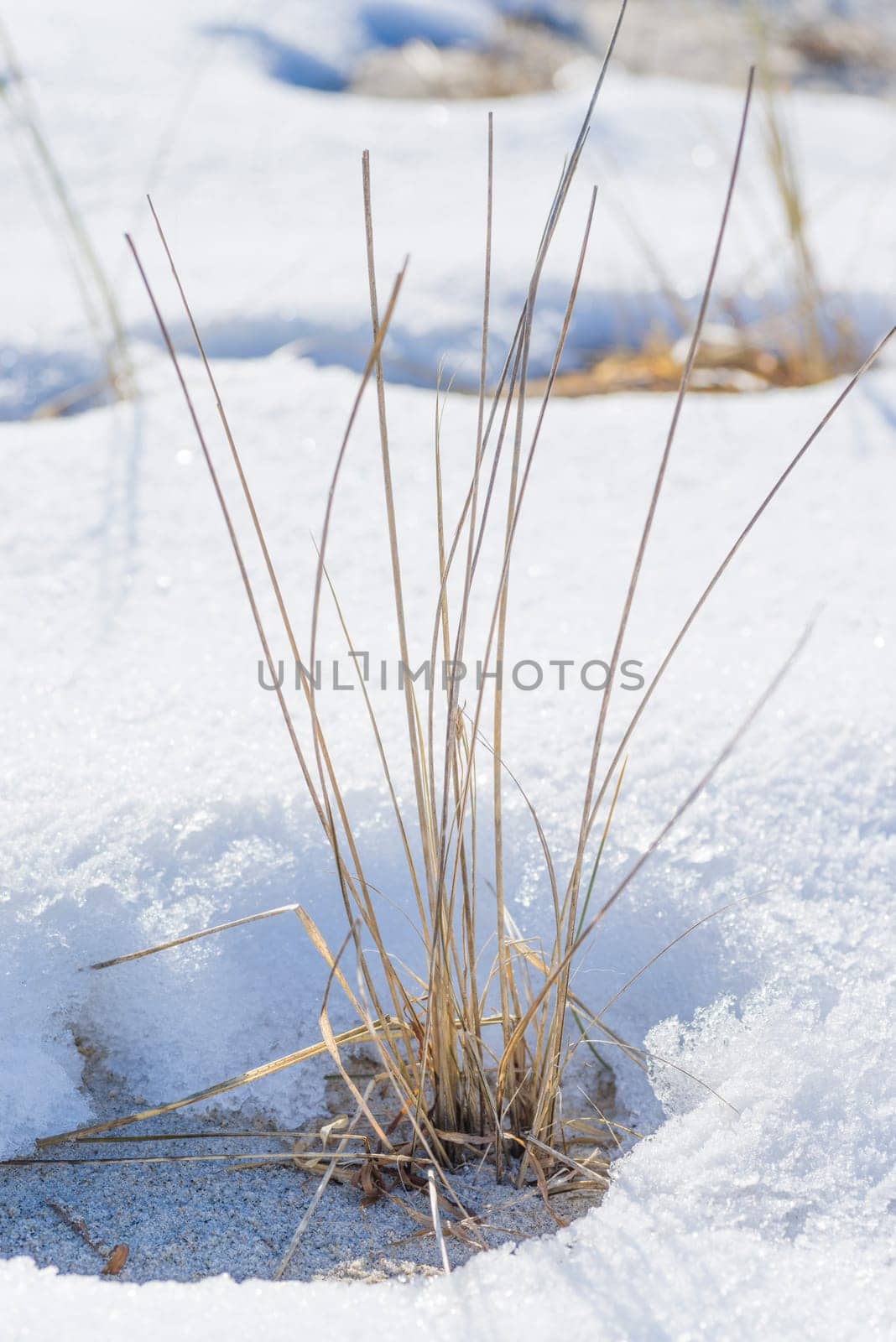 Dune grass