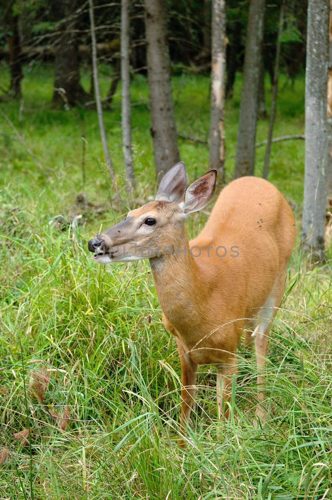 female deer
