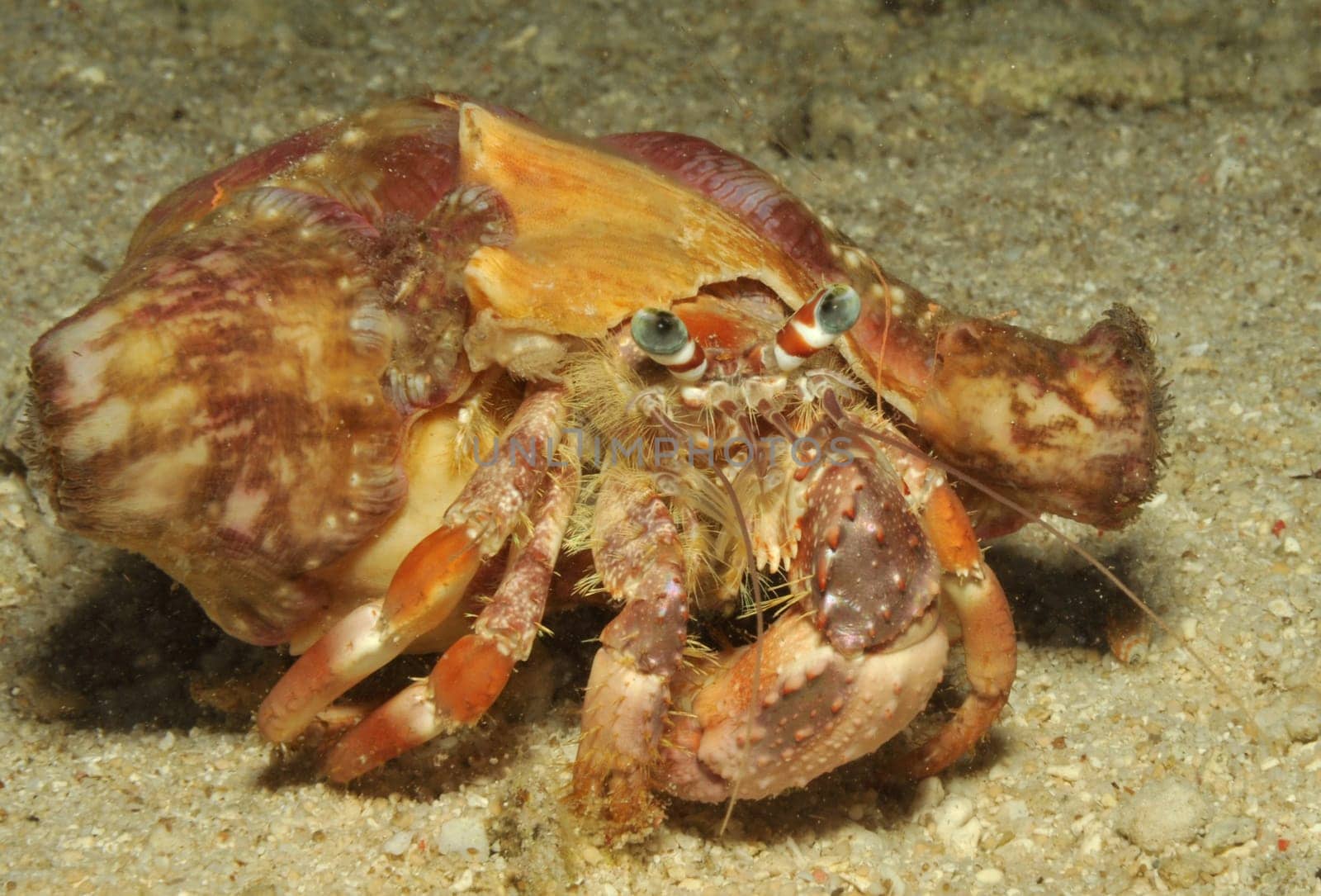 Hermit crab in a snail shell