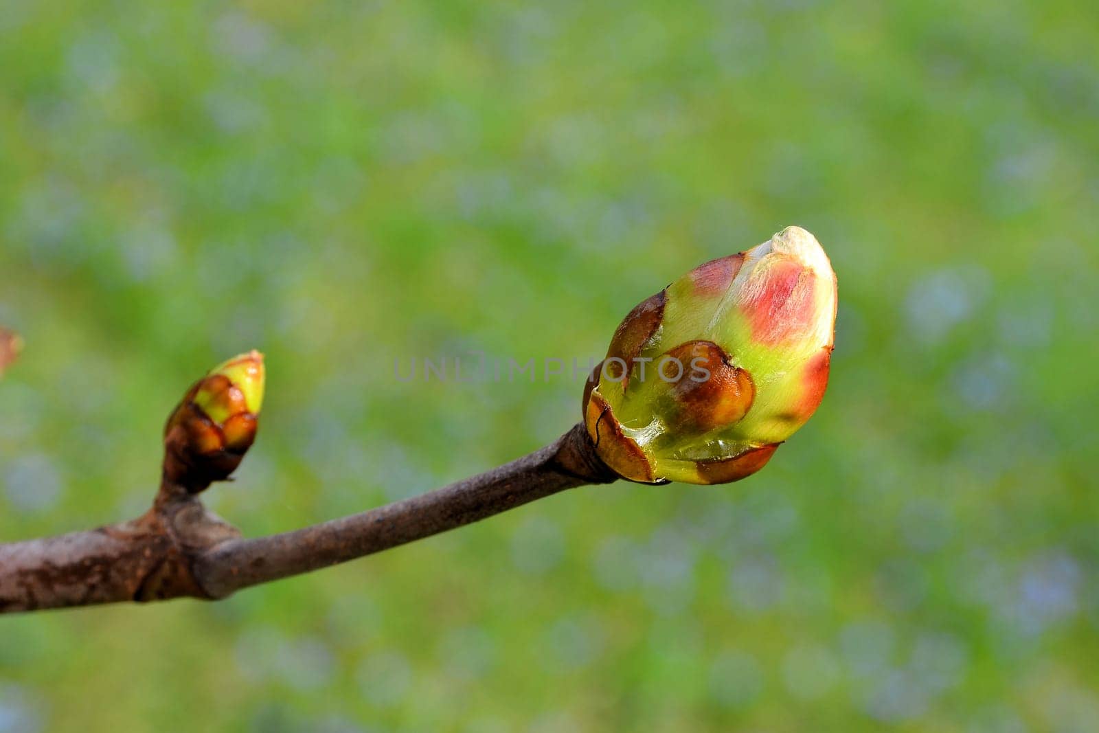 Bud of a chestnut tree in a park in spring