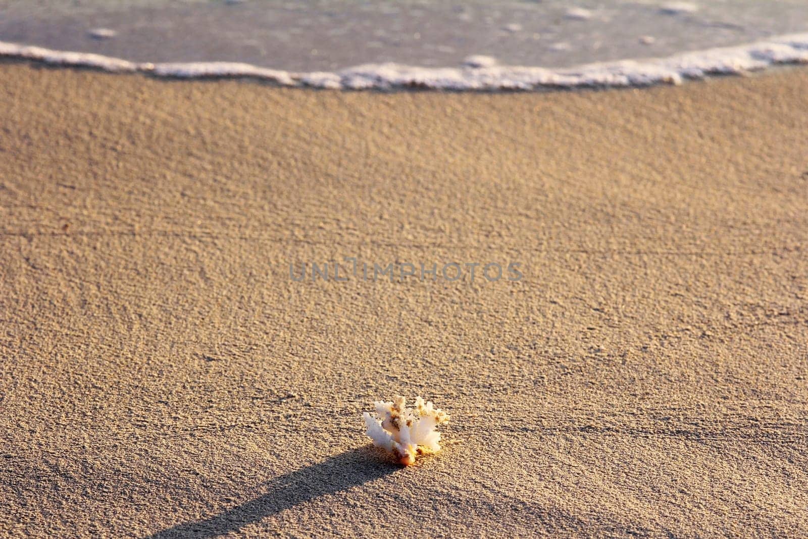A piece of coral in the sand