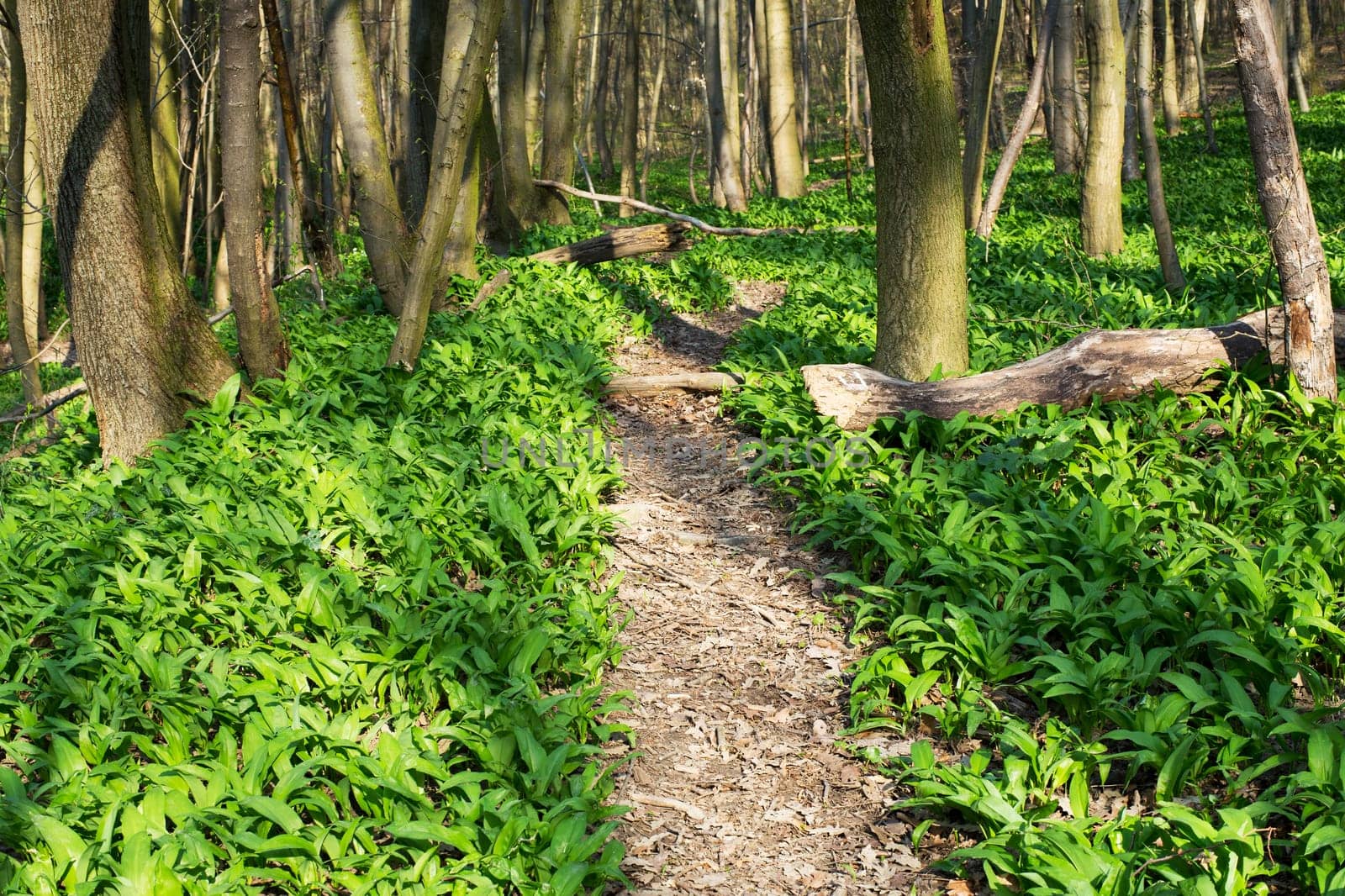 Forest with path,nature for recreation and hiking