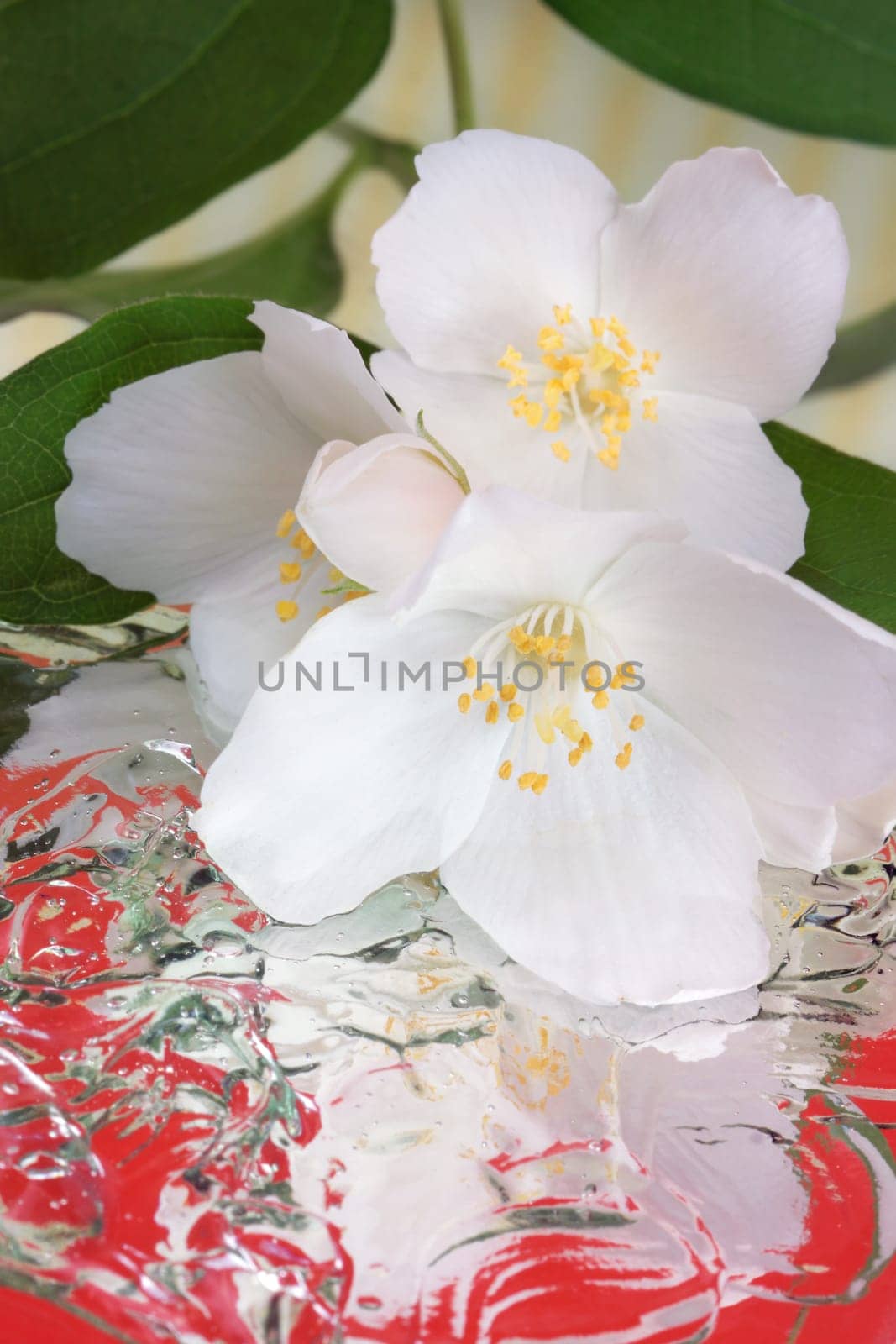 Spring flowers - white flower jasmine with reflection in the water