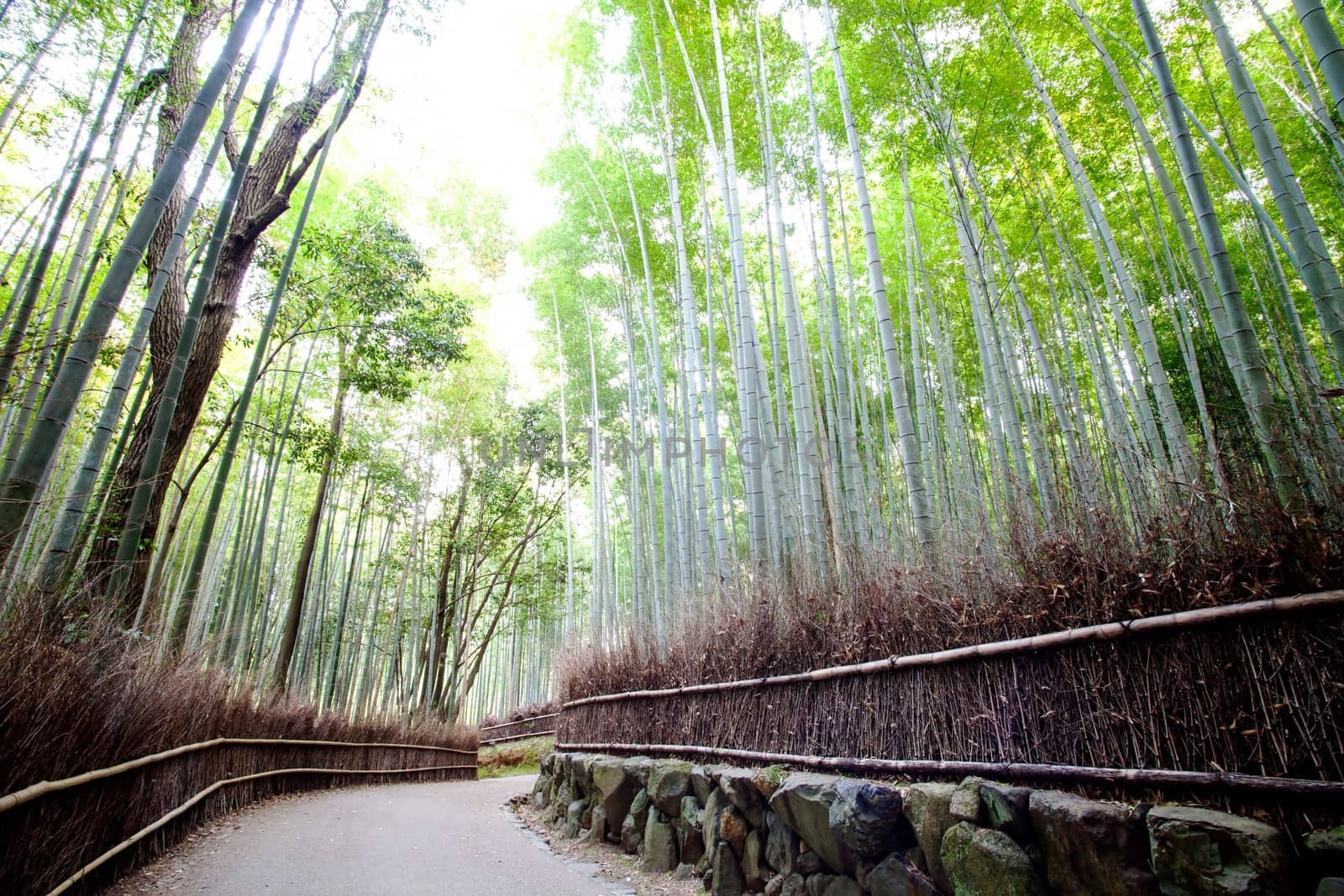 Arashiyama Bamboo trails, Japan for adv or others purpose use