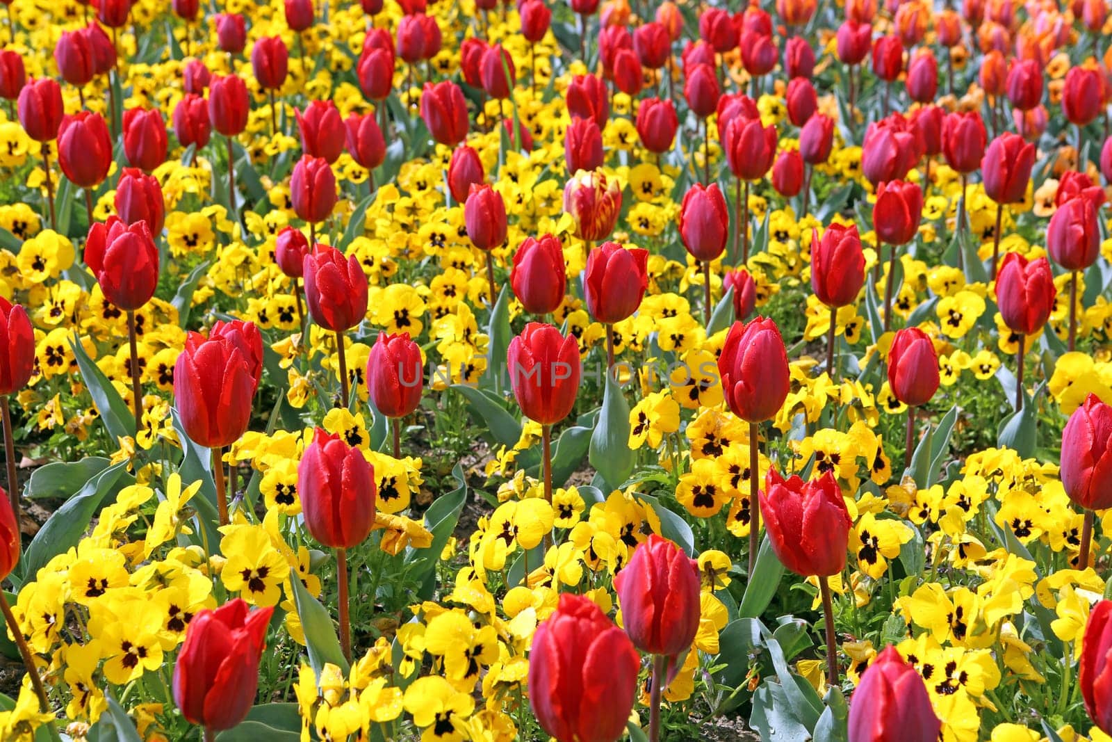 Tulips