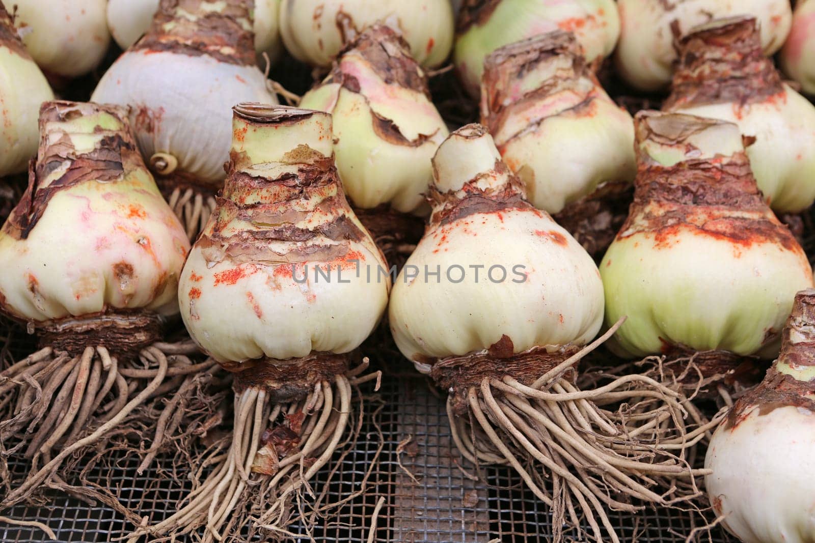 Amaryllis