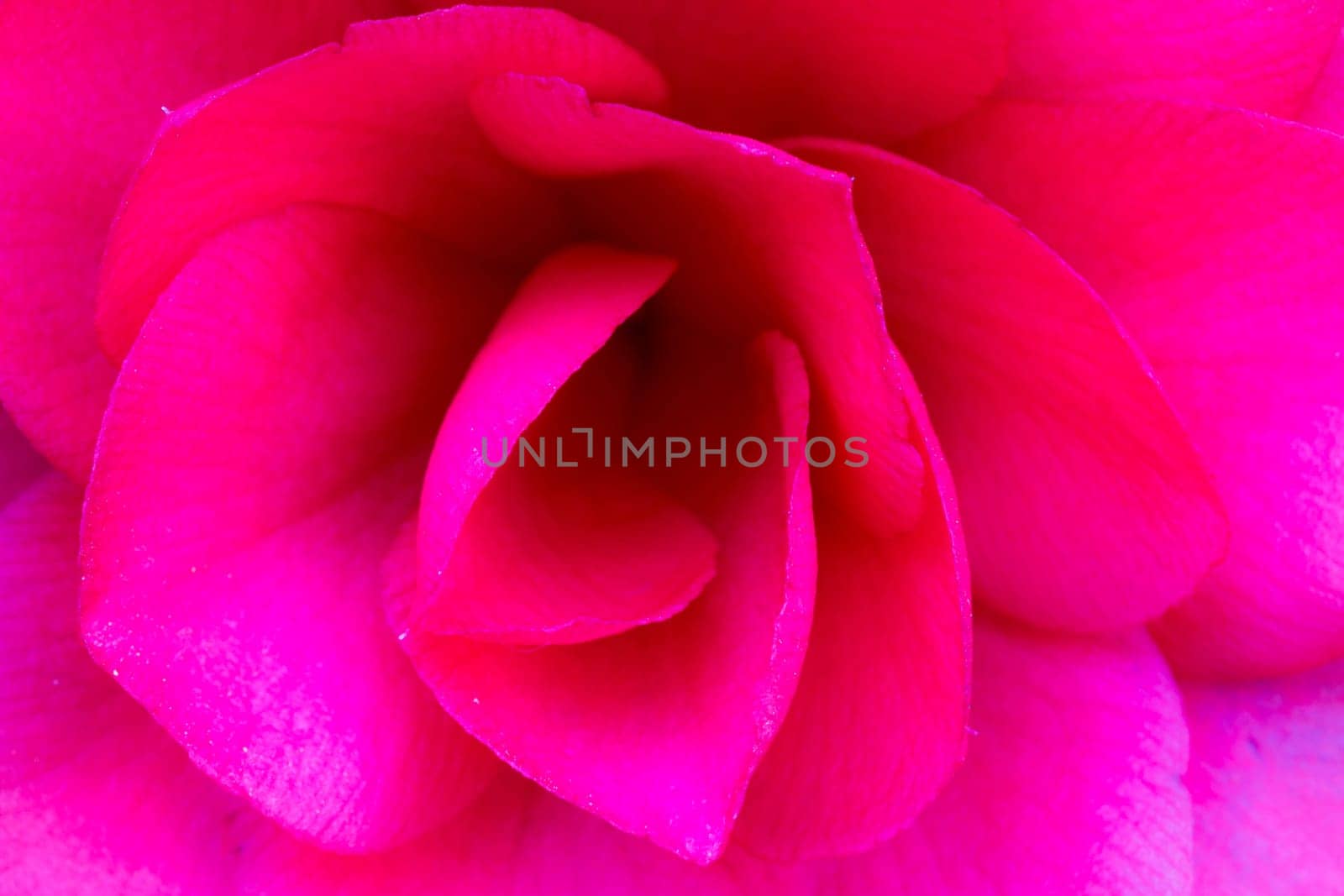 Close up of a pink rose flower