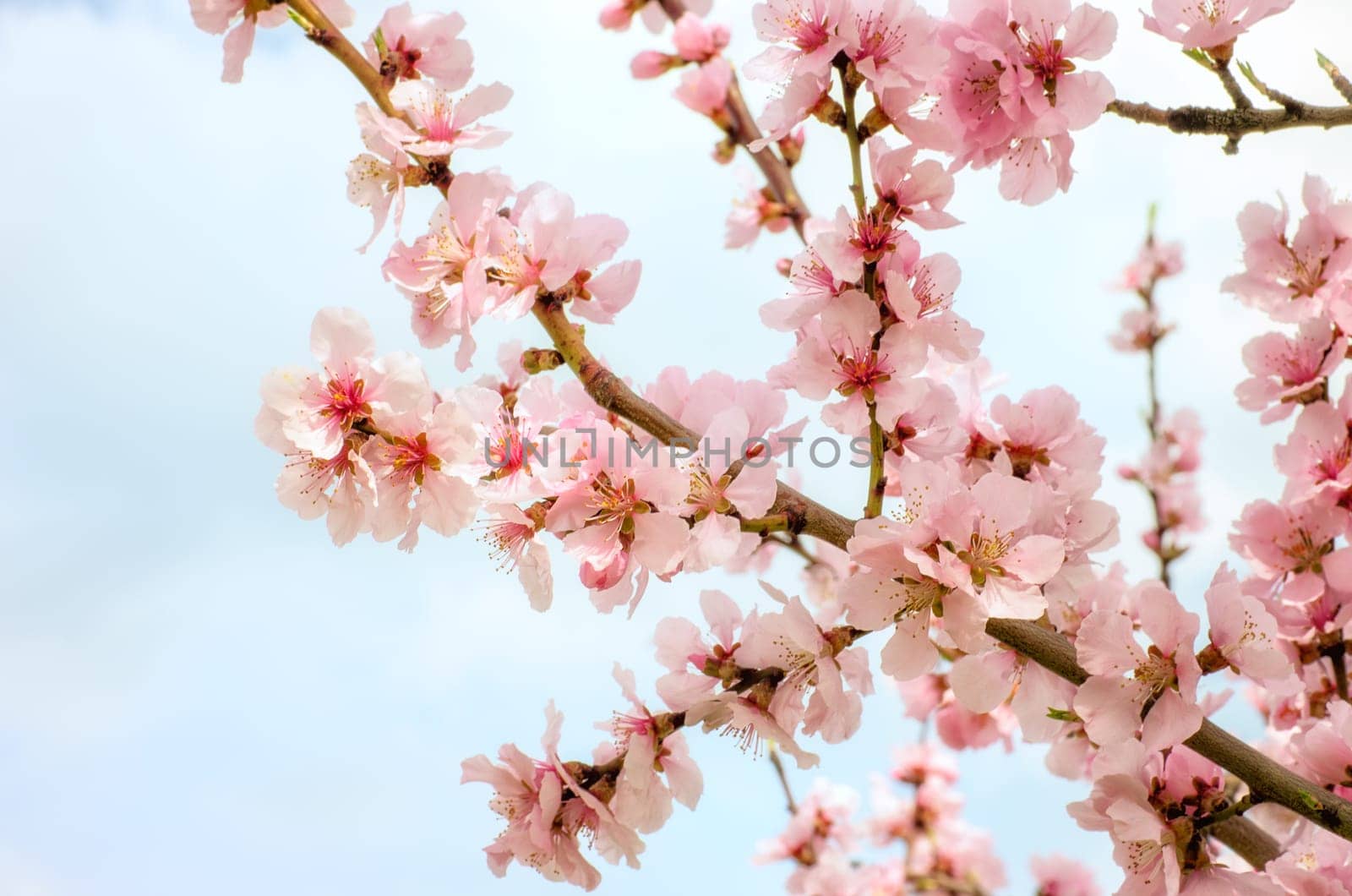 Close-up of a blooming almond branch
