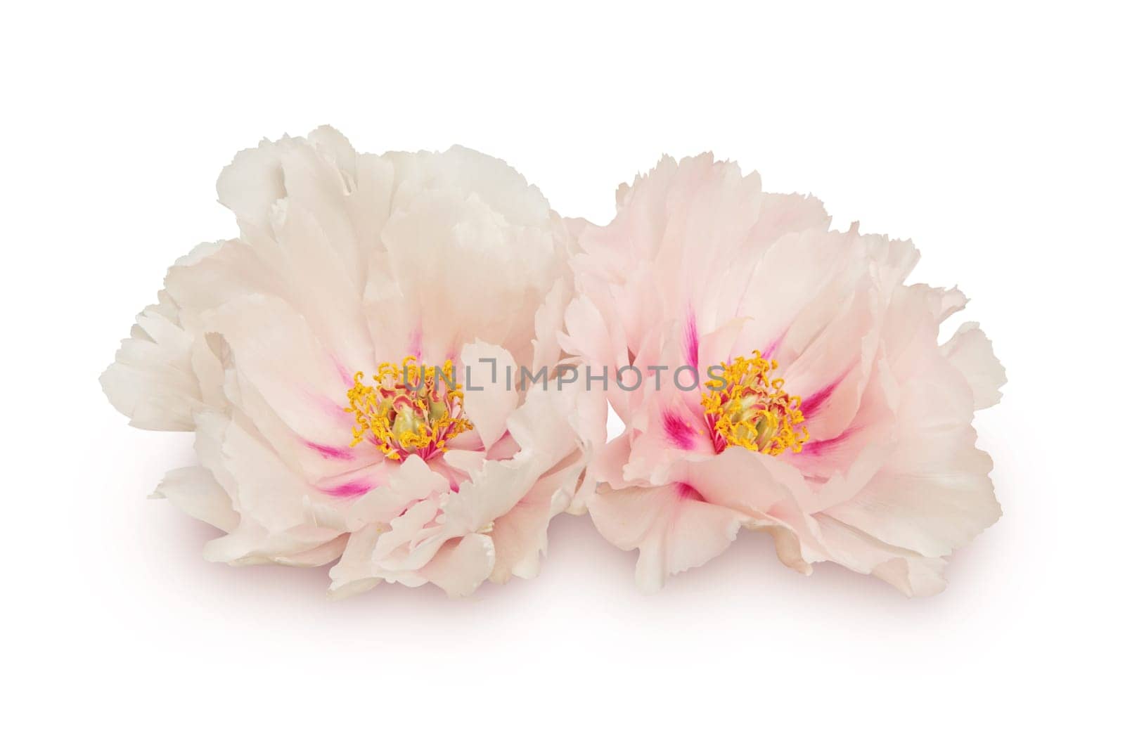 Two Peony flowers