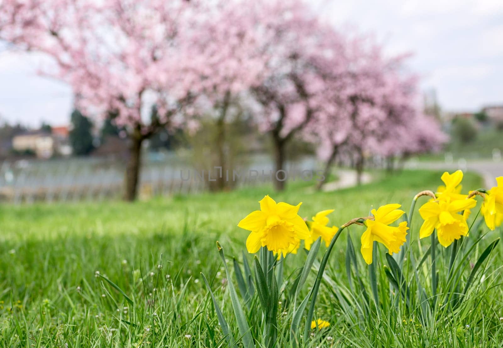 Daffodils with blooming almond trees in the background