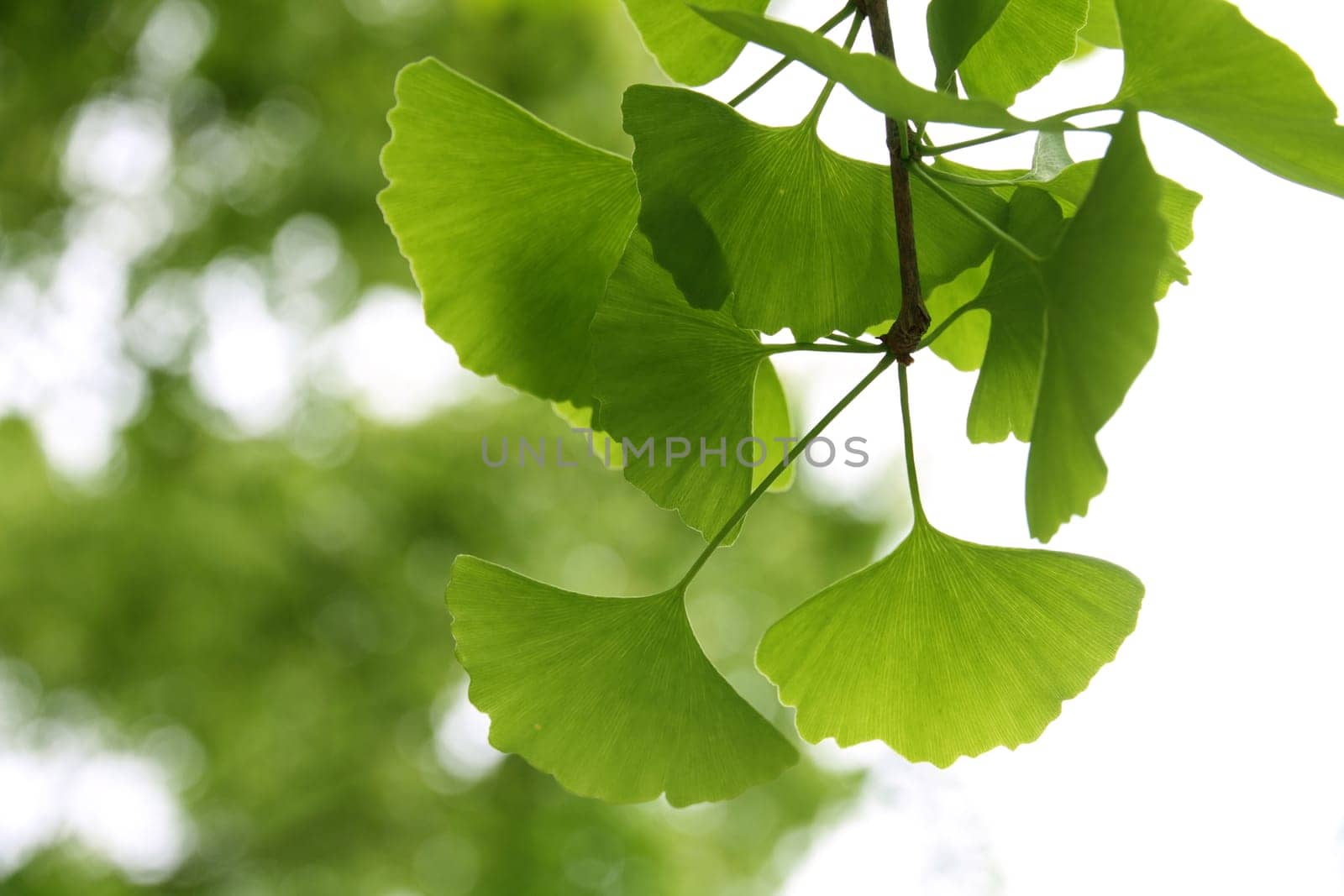 Ginkgo Biloba leaf