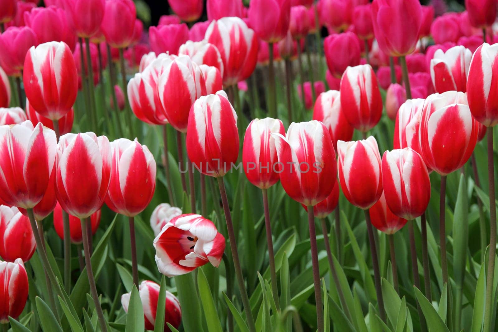 Tulips