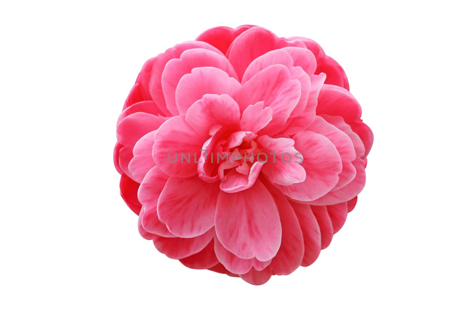 Camellia flower isolated on white