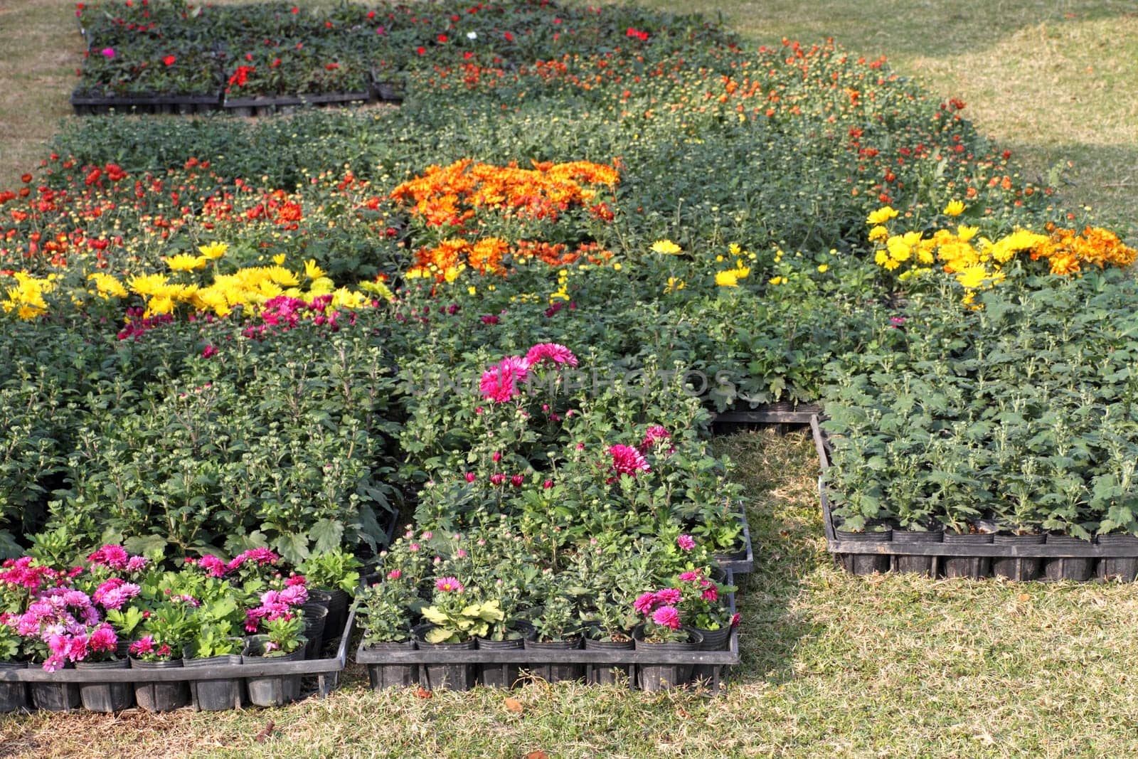 flower pots