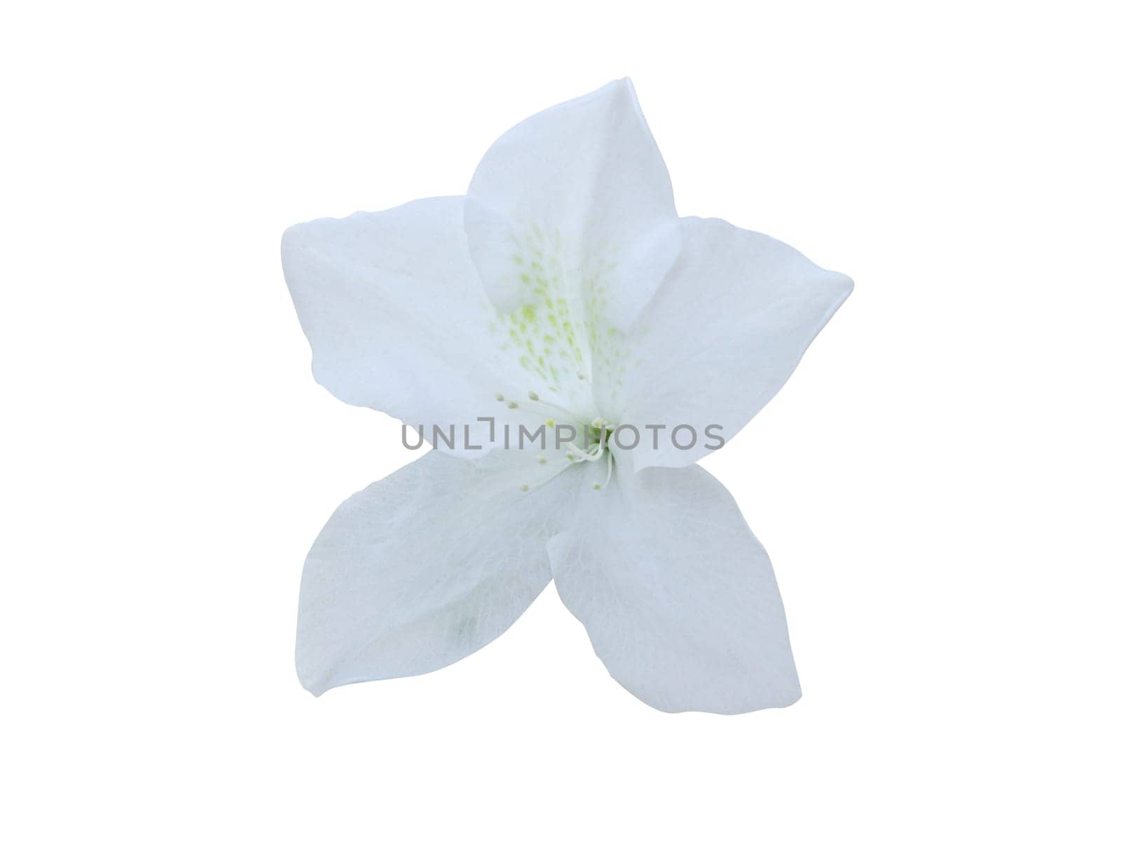 Azalea isolated on white background