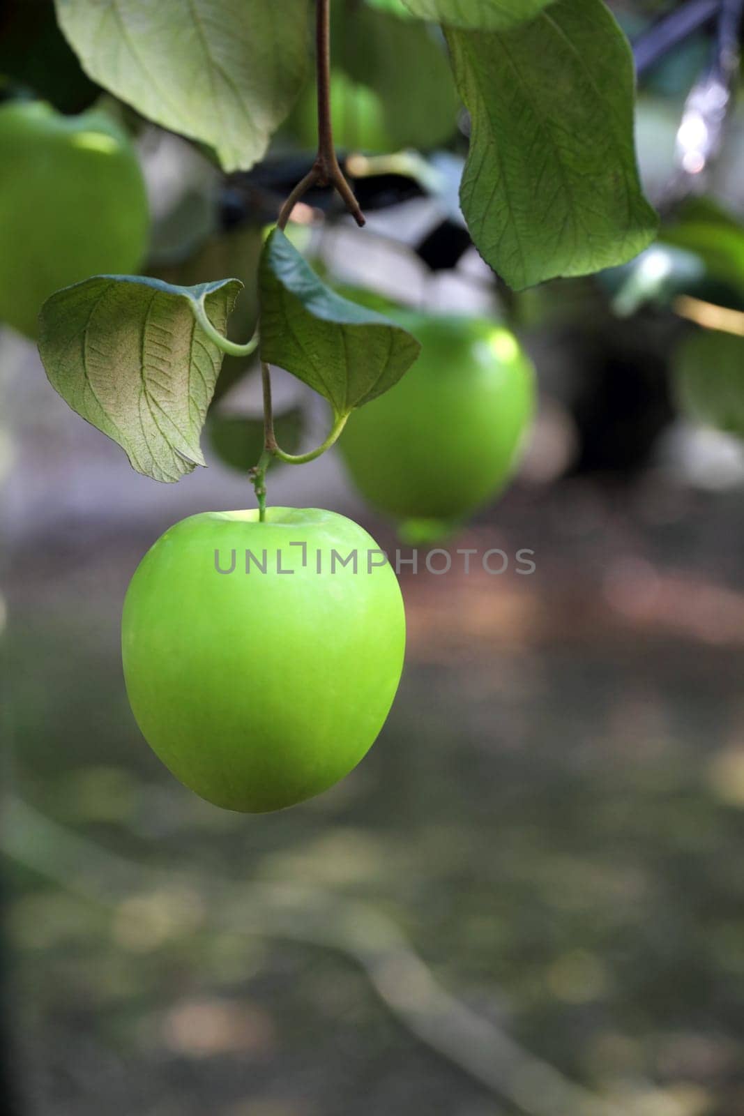 Green jujube fruit