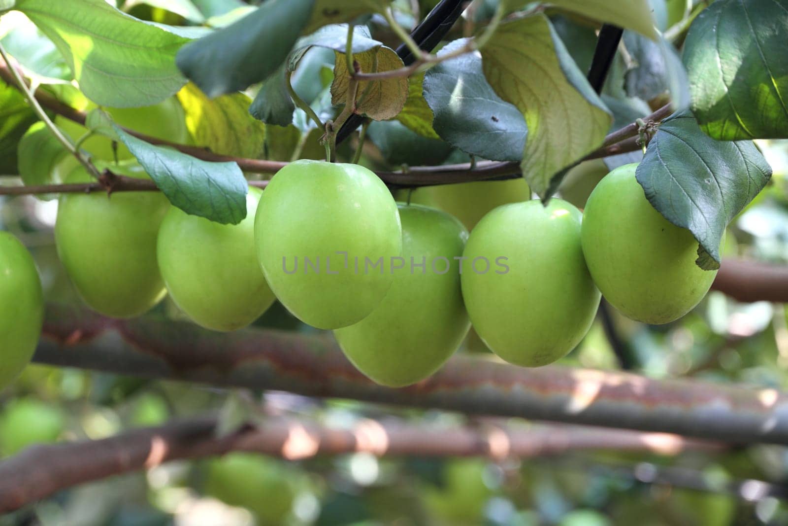 Green jujube fruit