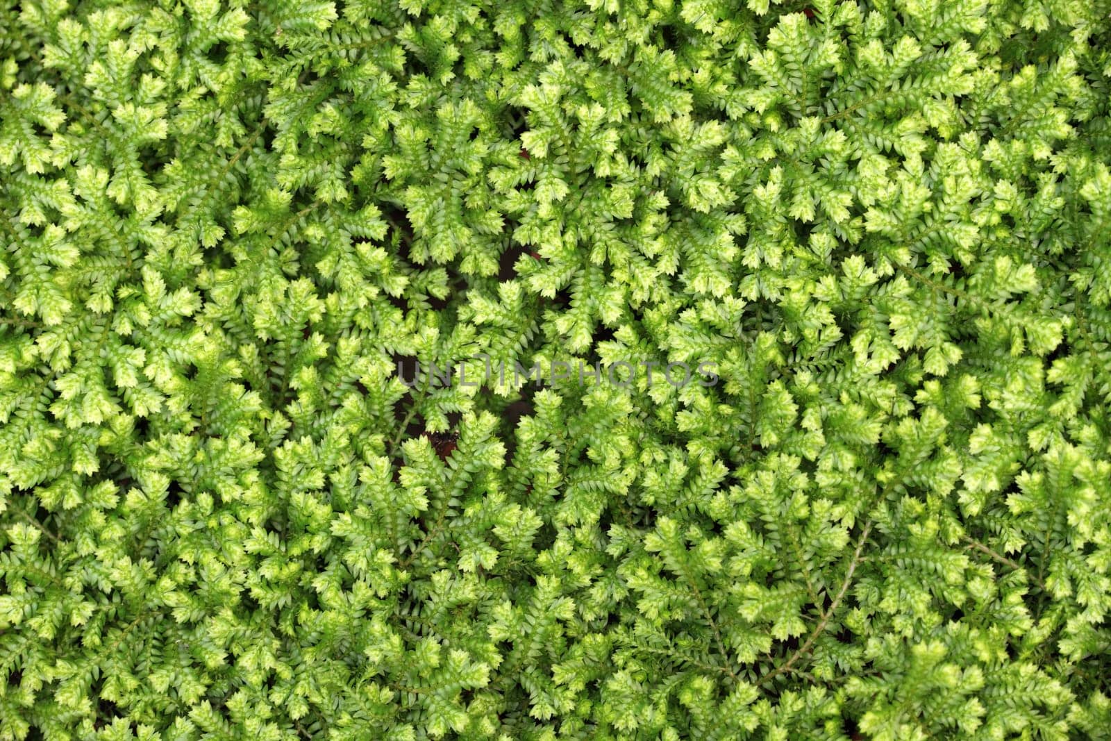 green grass texture