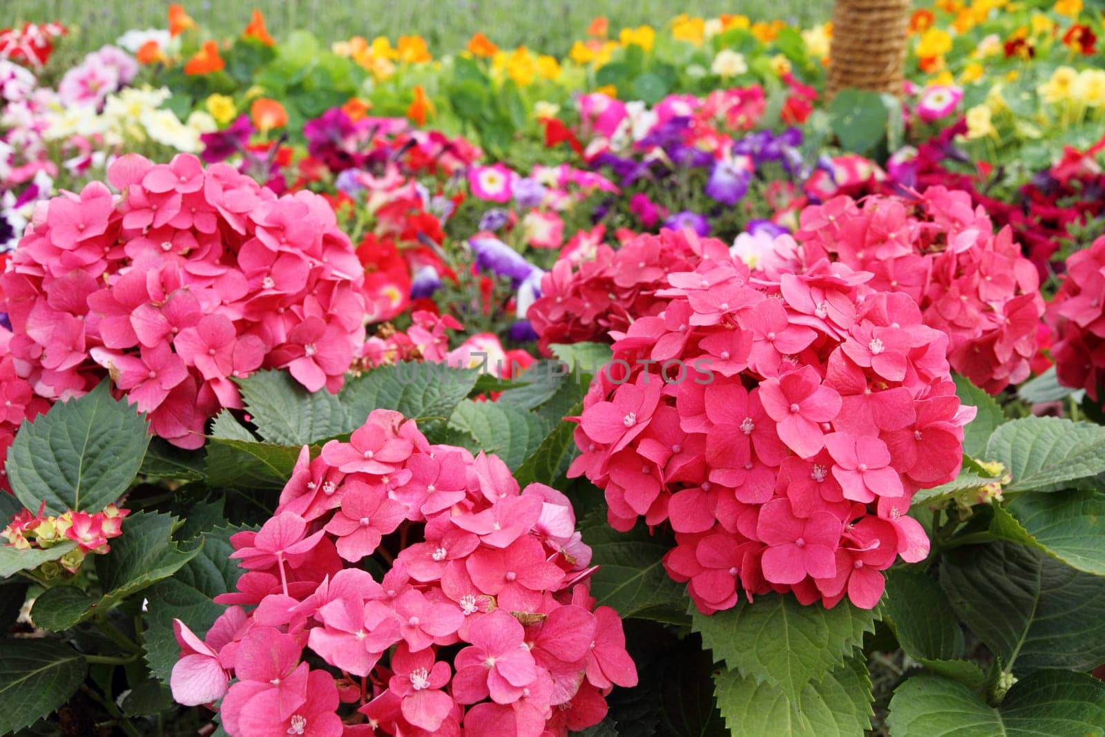 Hydrangea